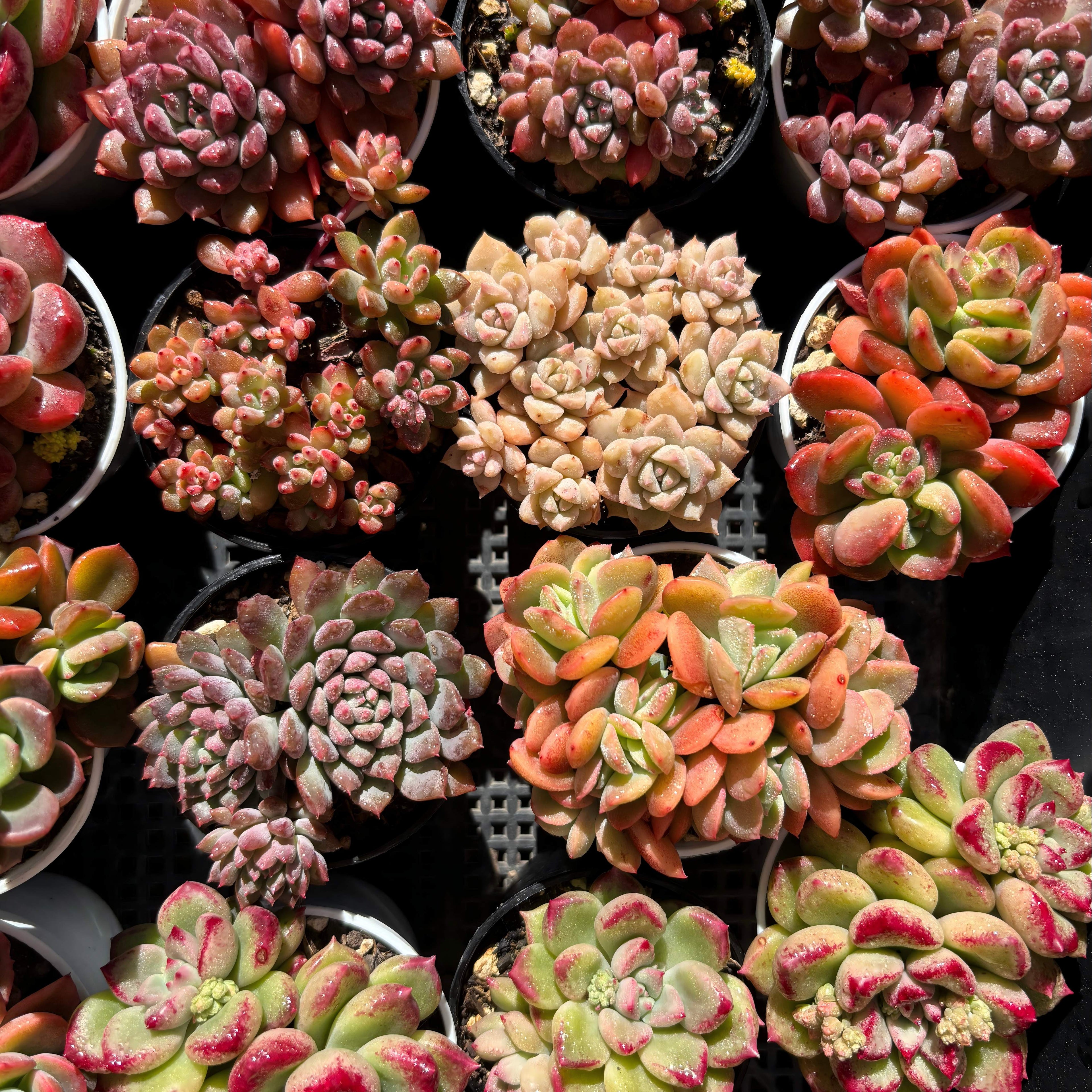 Crassulaceae