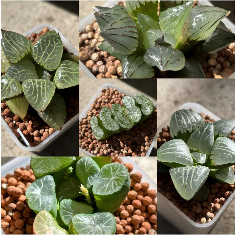 Haworthia