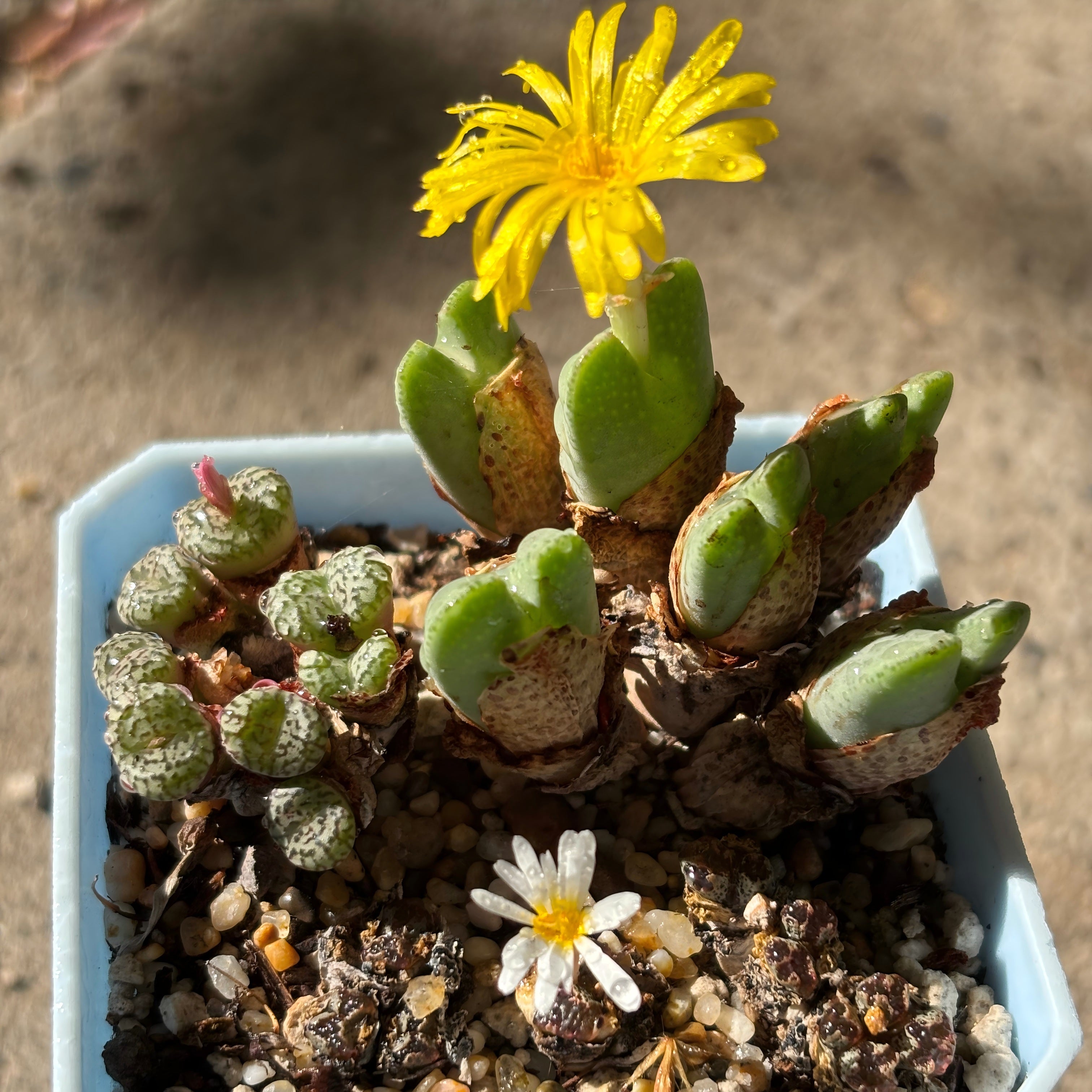 Conophytum / Lithops