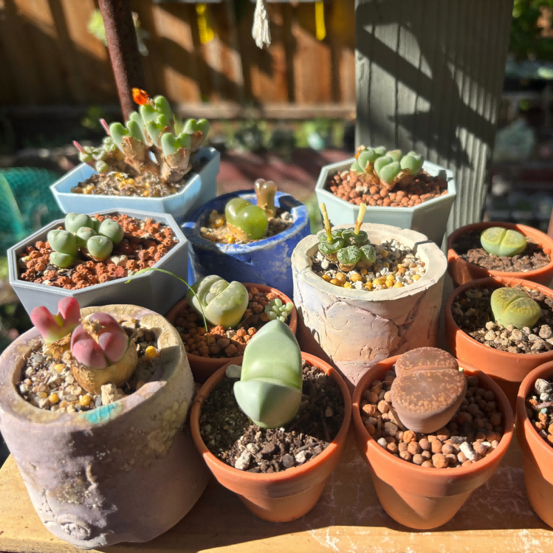 Conophytum / Lithops