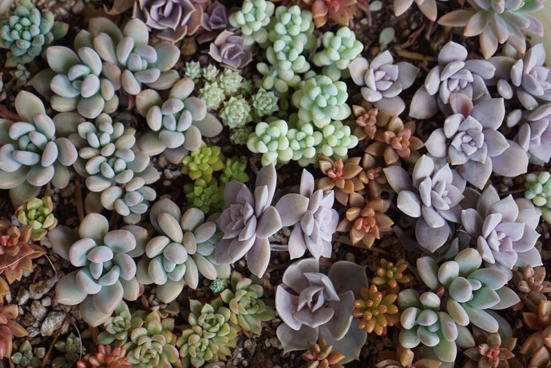 Succulents