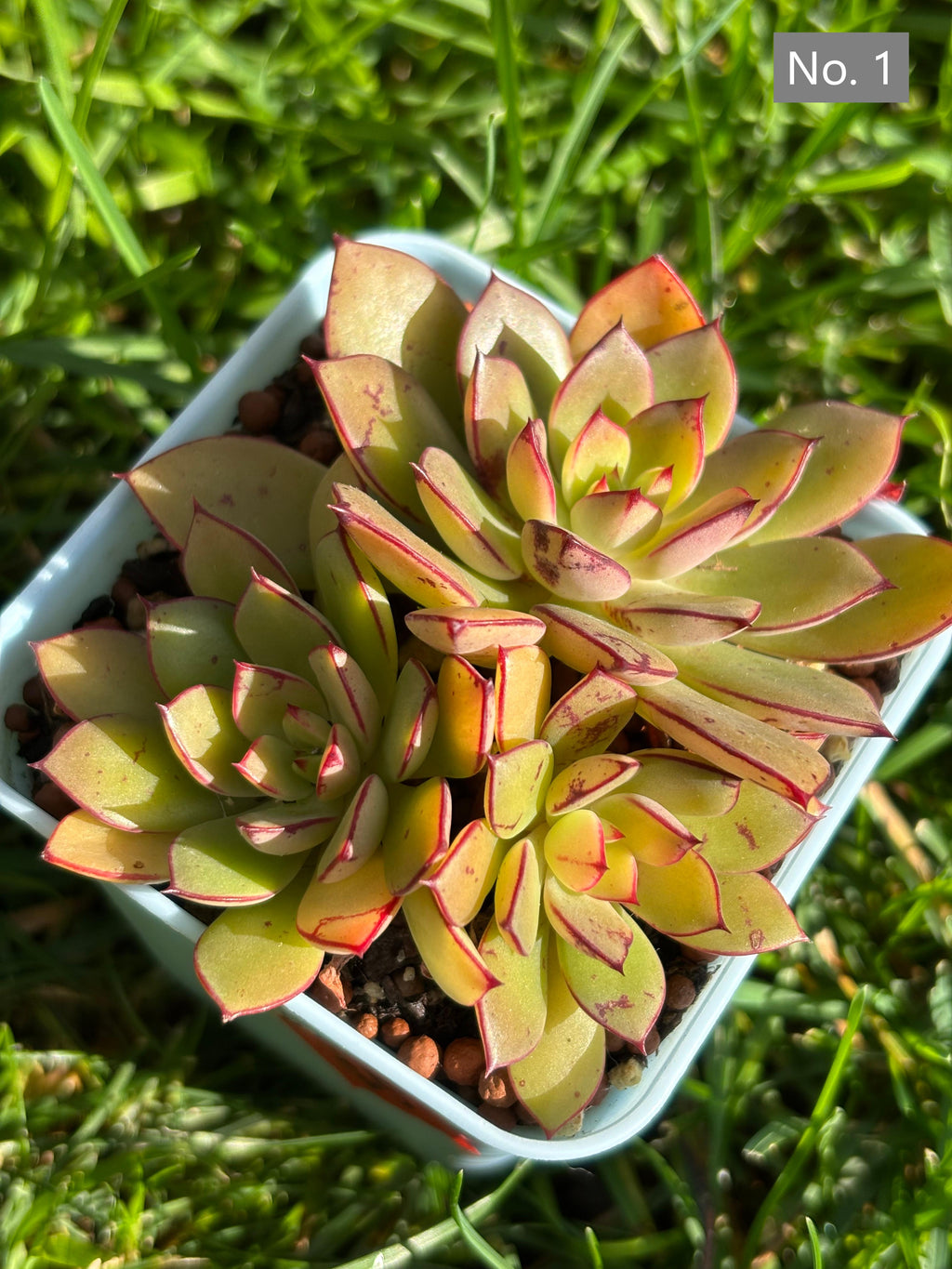 Variety Succulents – Exact Plant You’ll Receive (part1)