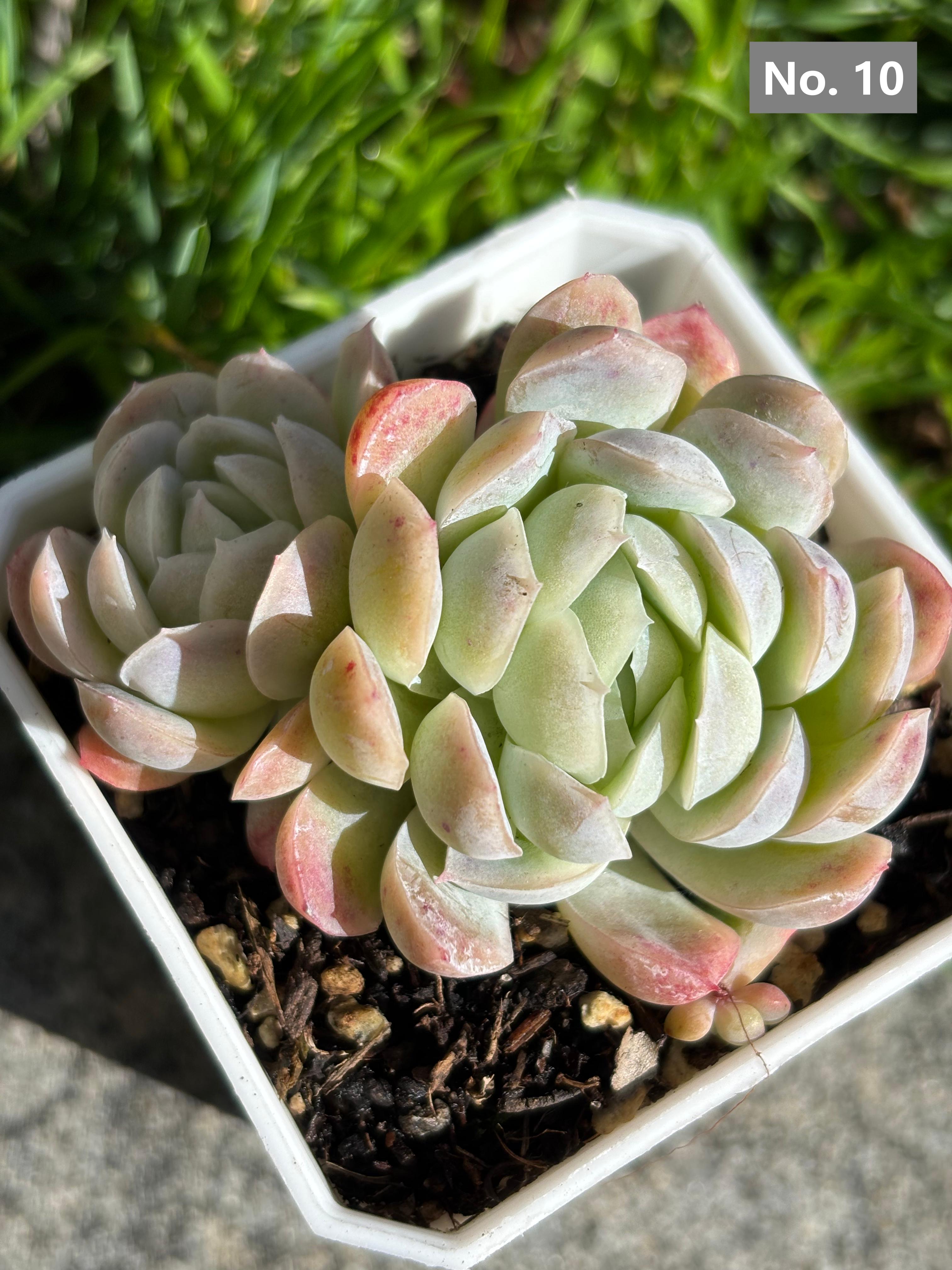 Variety Succulents – Exact Plant You’ll Receive (part1)