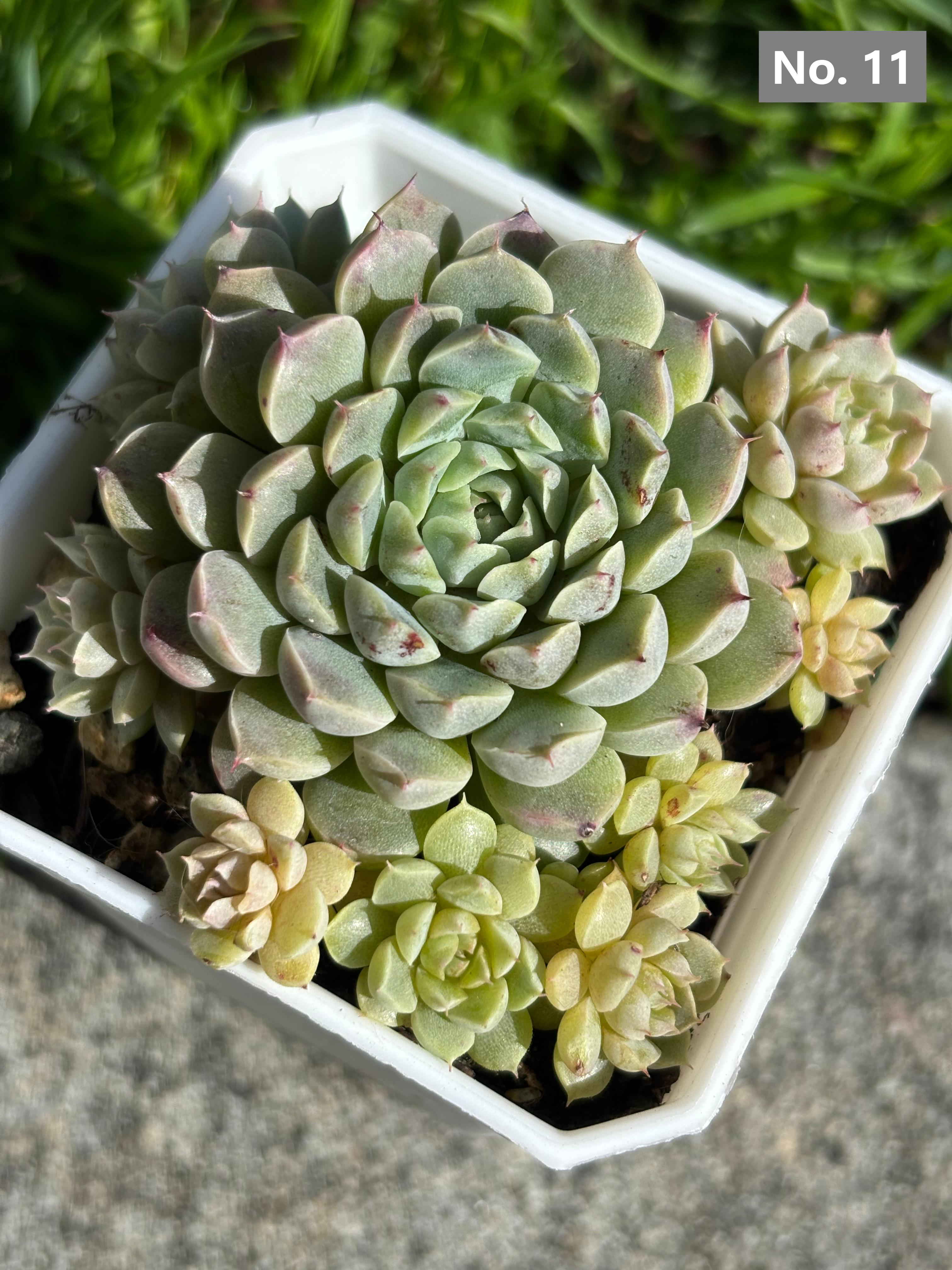 Variety Succulents – Exact Plant You’ll Receive (part1)