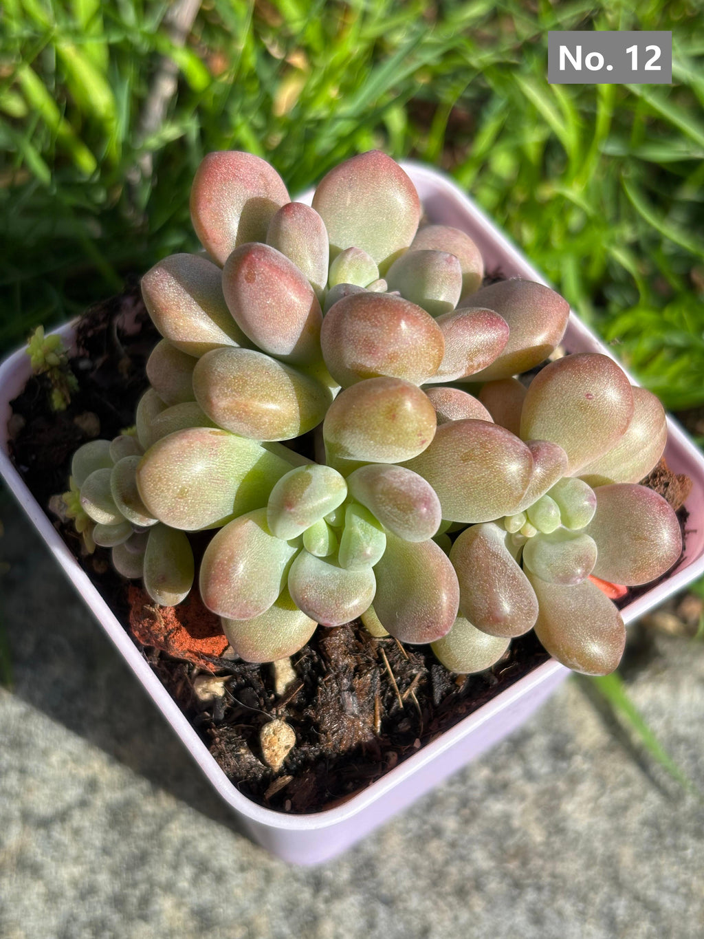 Variety Succulents – Exact Plant You’ll Receive (part1)