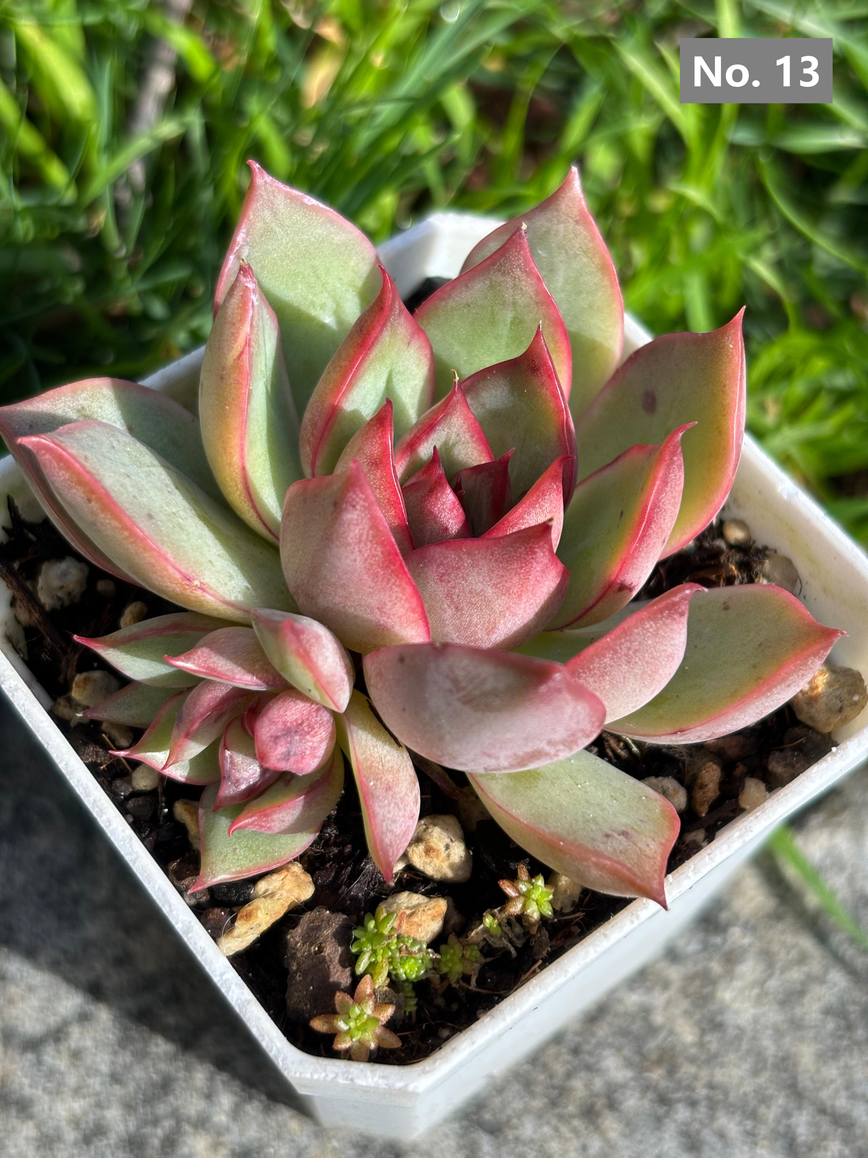 Variety Succulents – Exact Plant You’ll Receive (part1)