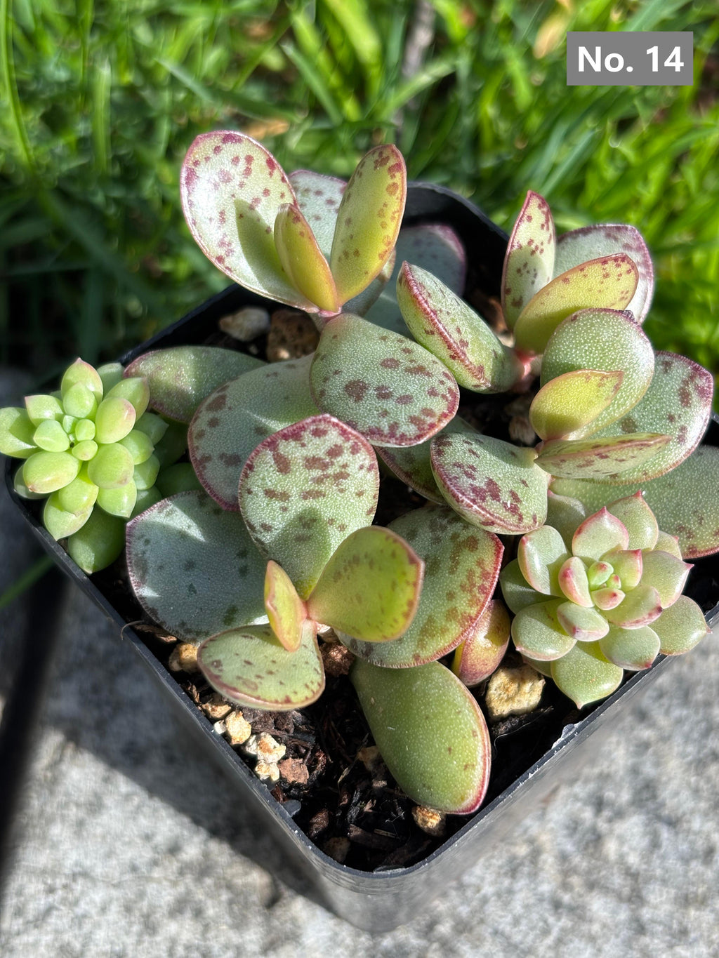 Variety Succulents – Exact Plant You’ll Receive (part1)