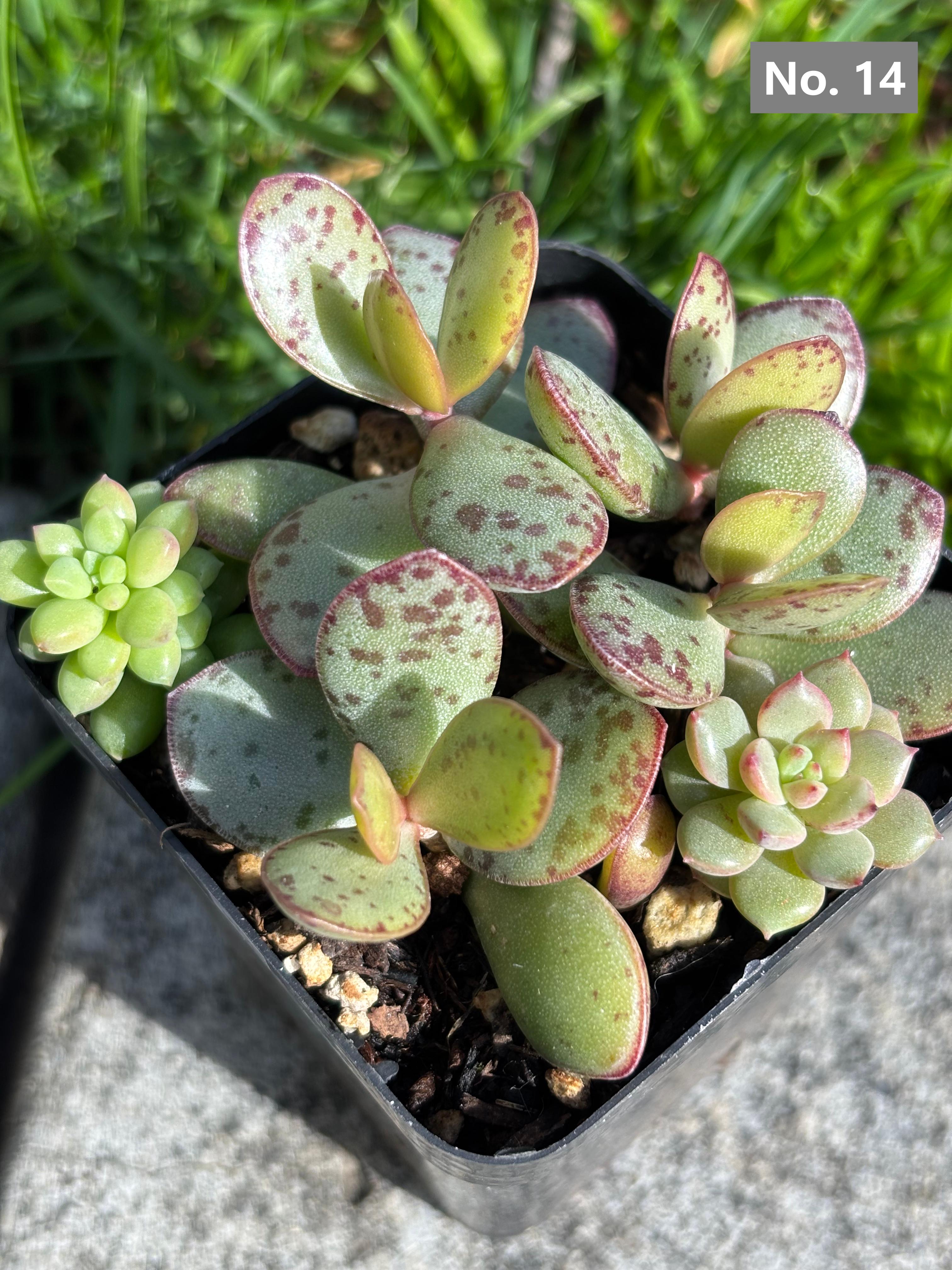 Variety Succulents – Exact Plant You’ll Receive (part1)