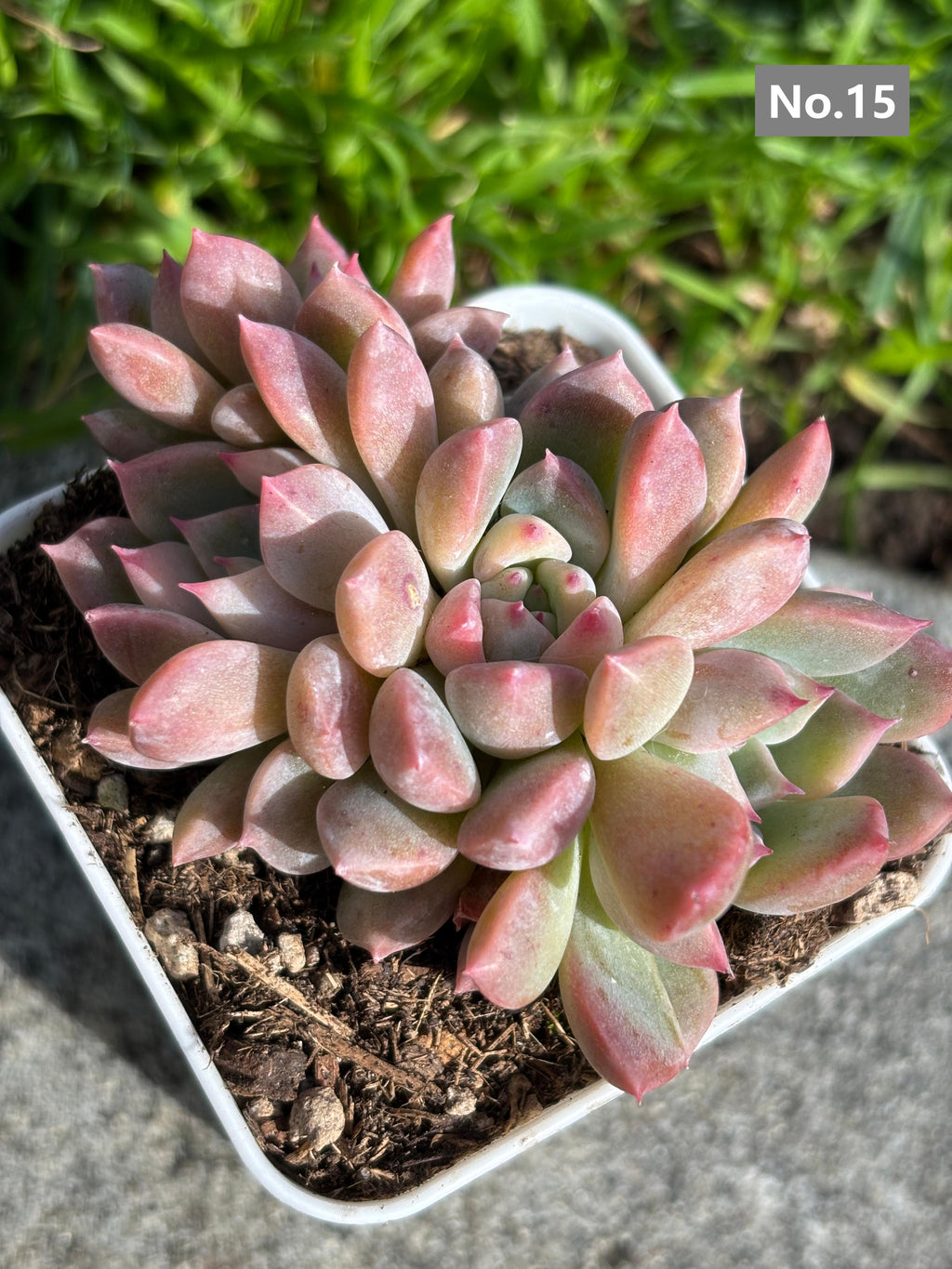 Variety Succulents – Exact Plant You’ll Receive (part1)