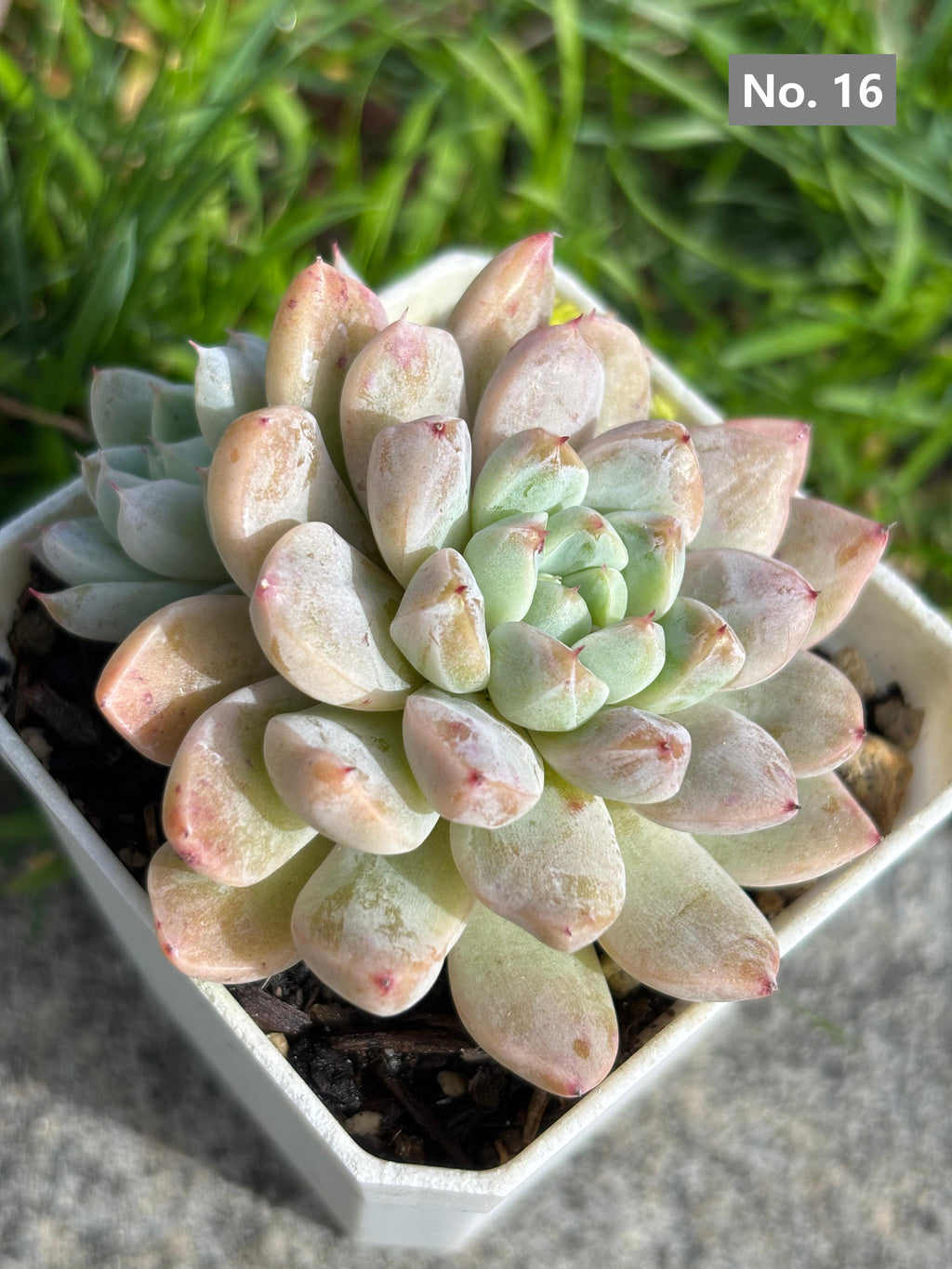 Variety Succulents – Exact Plant You’ll Receive (part1)