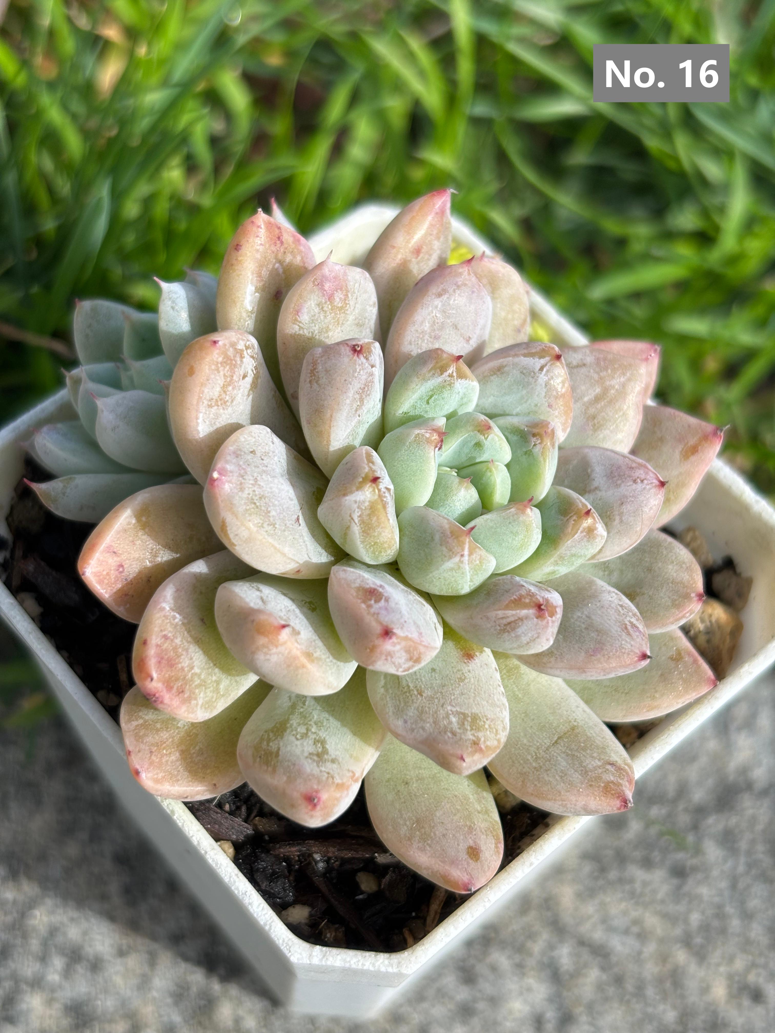 Variety Succulents – Exact Plant You’ll Receive (part1)