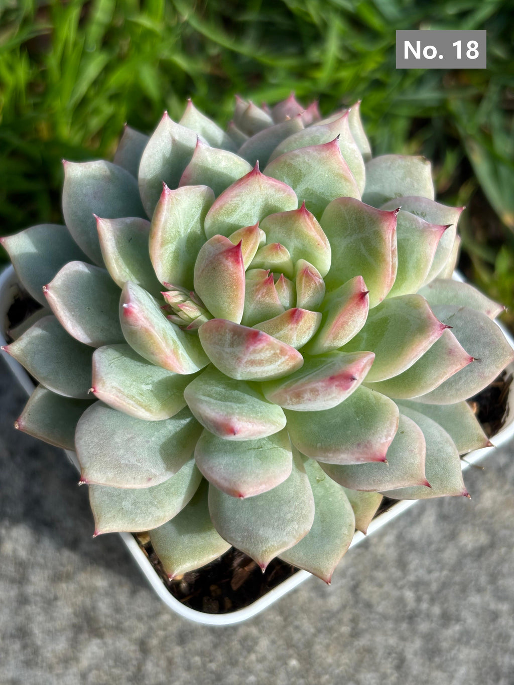 Variety Succulents – Exact Plant You’ll Receive (part1)