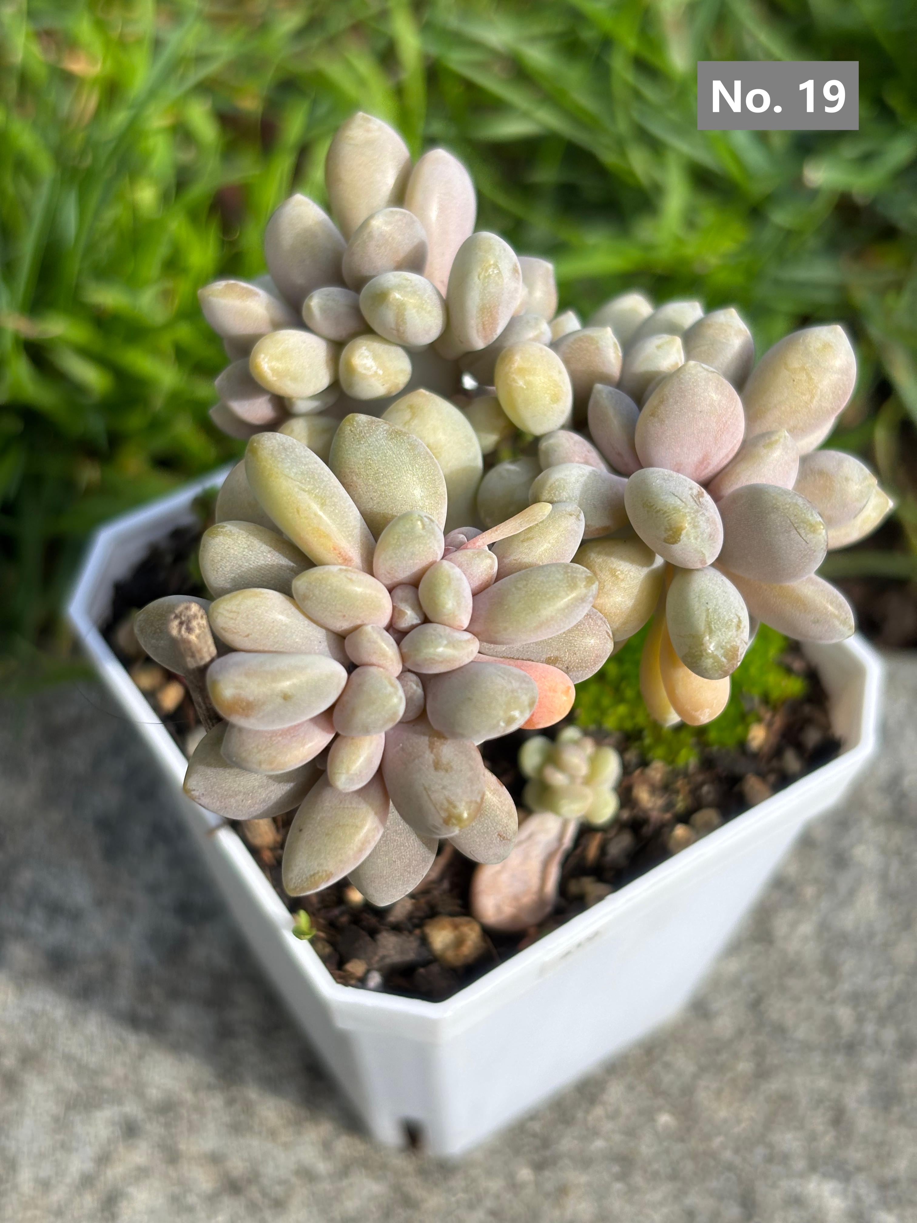 Variety Succulents – Exact Plant You’ll Receive (part1)