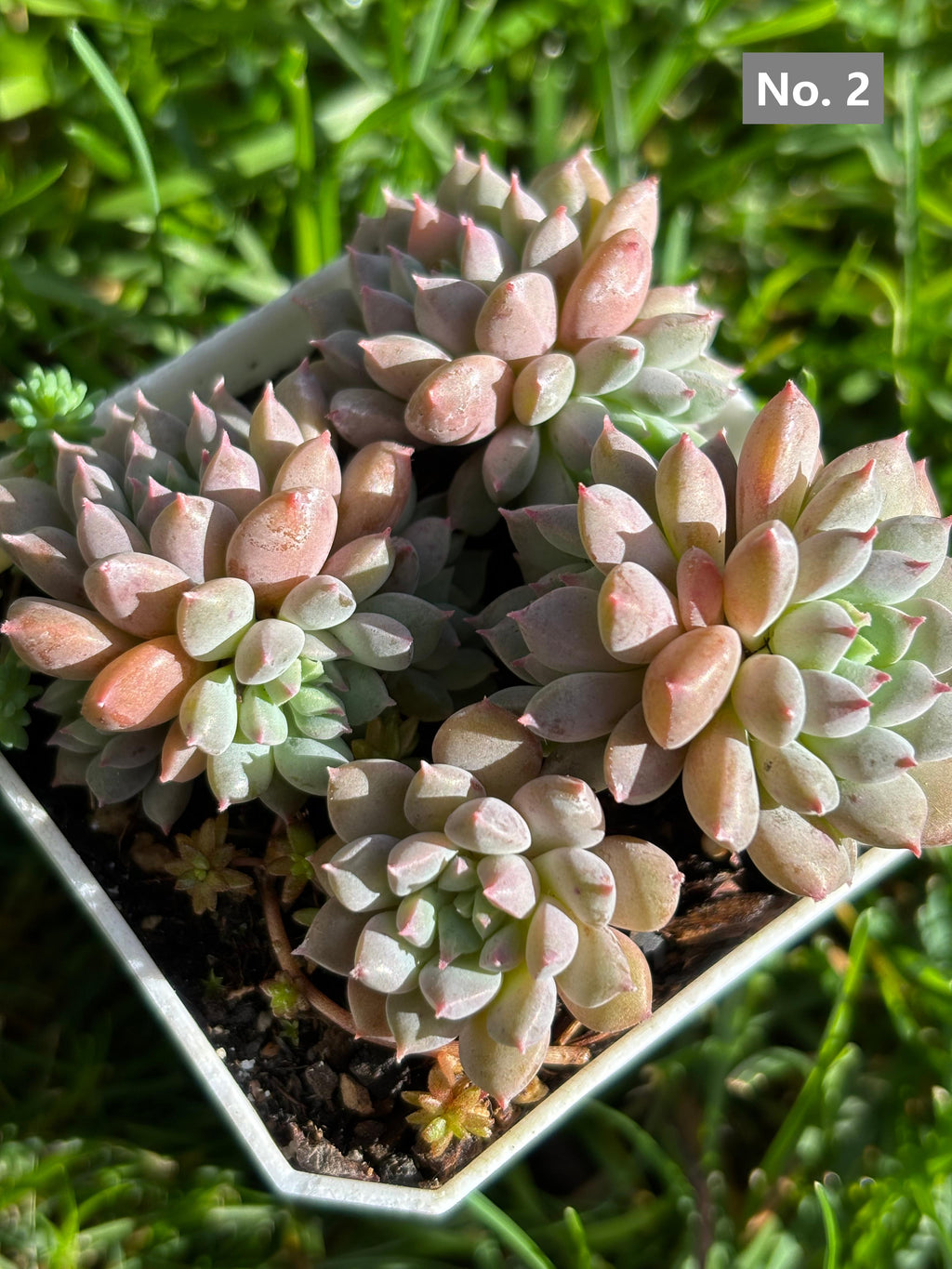Variety Succulents – Exact Plant You’ll Receive (part1)