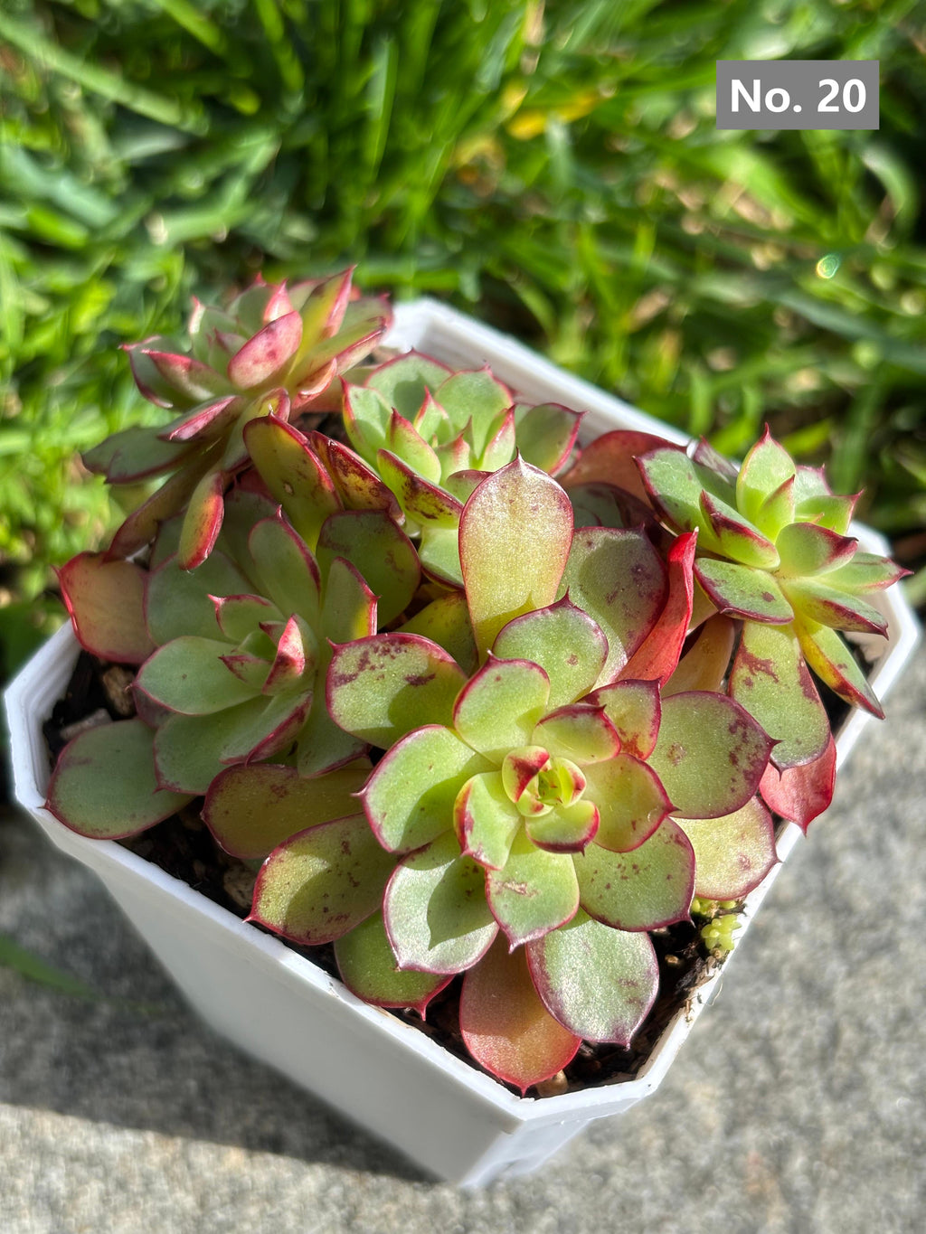 Variety Succulents – Exact Plant You’ll Receive (part1)