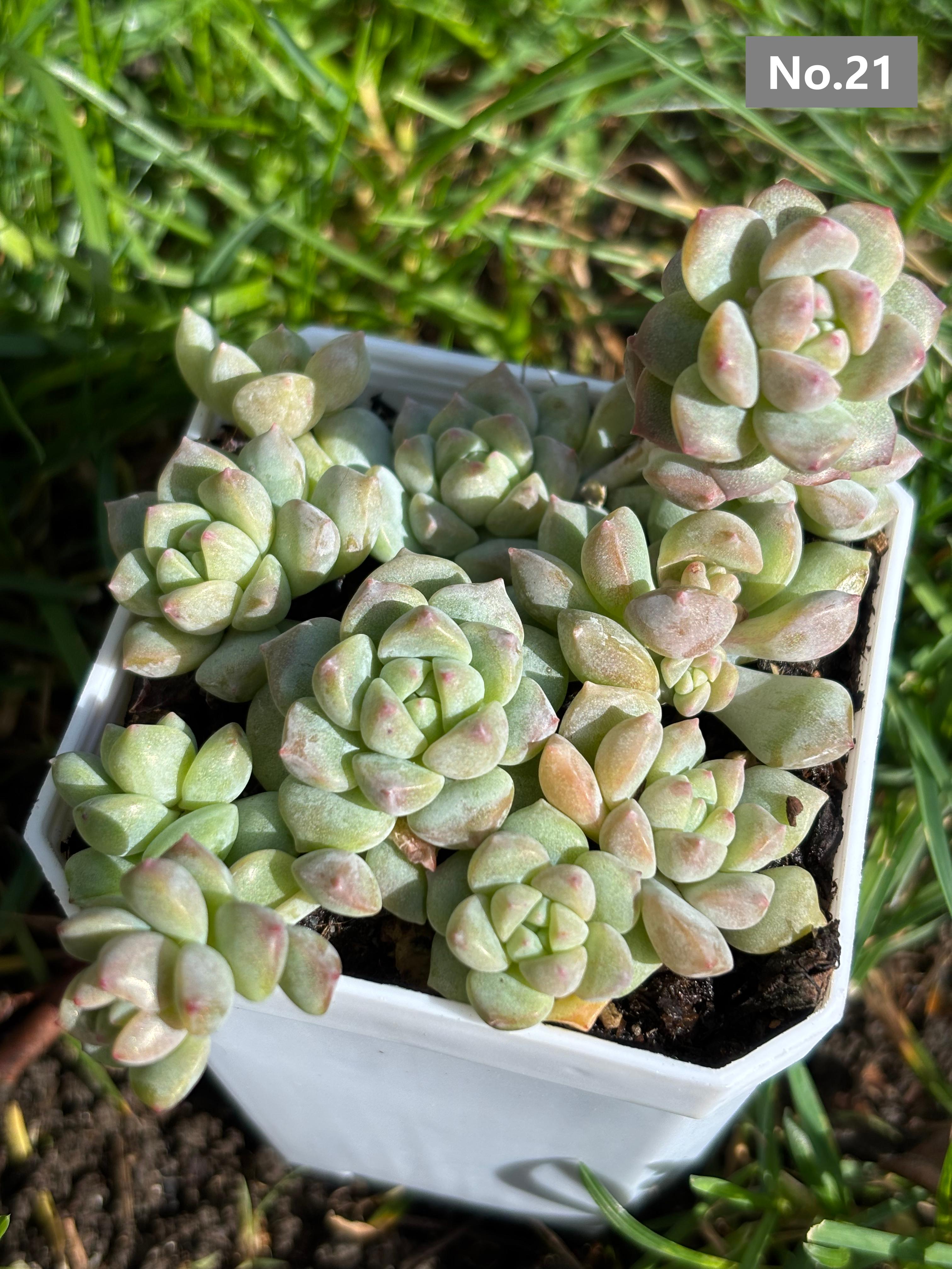 Variety Succulents 2.8" – Exact Plant You’ll Receive (part2)
