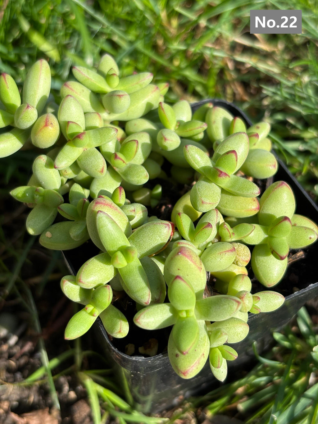 Variety Succulents 2.8" – Exact Plant You’ll Receive (part2)