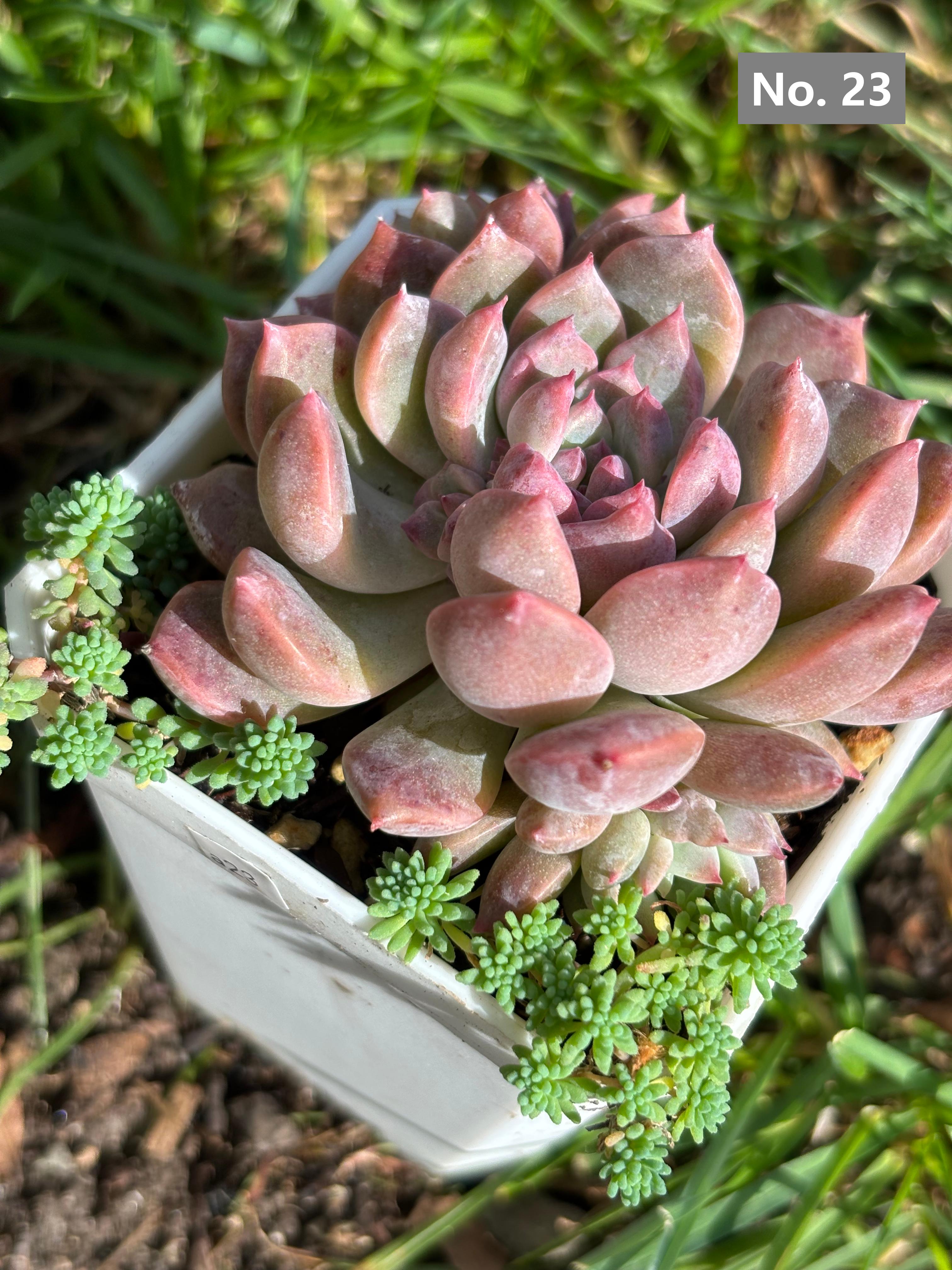 Variety Succulents 2.8" – Exact Plant You’ll Receive (part2)