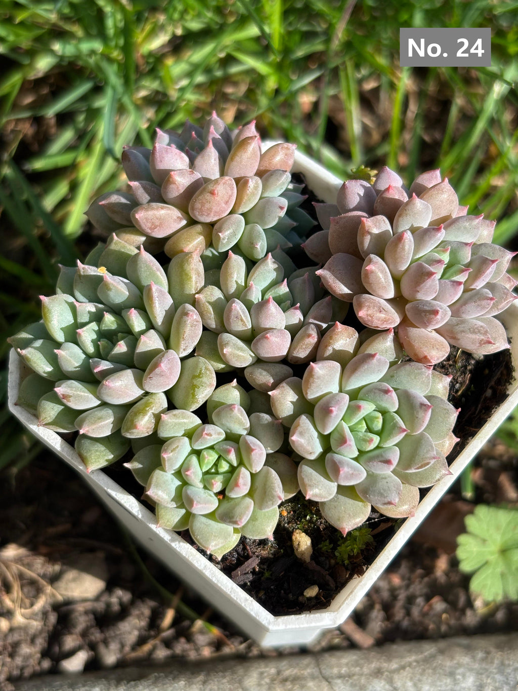 Variety Succulents 2.8" – Exact Plant You’ll Receive (part2)