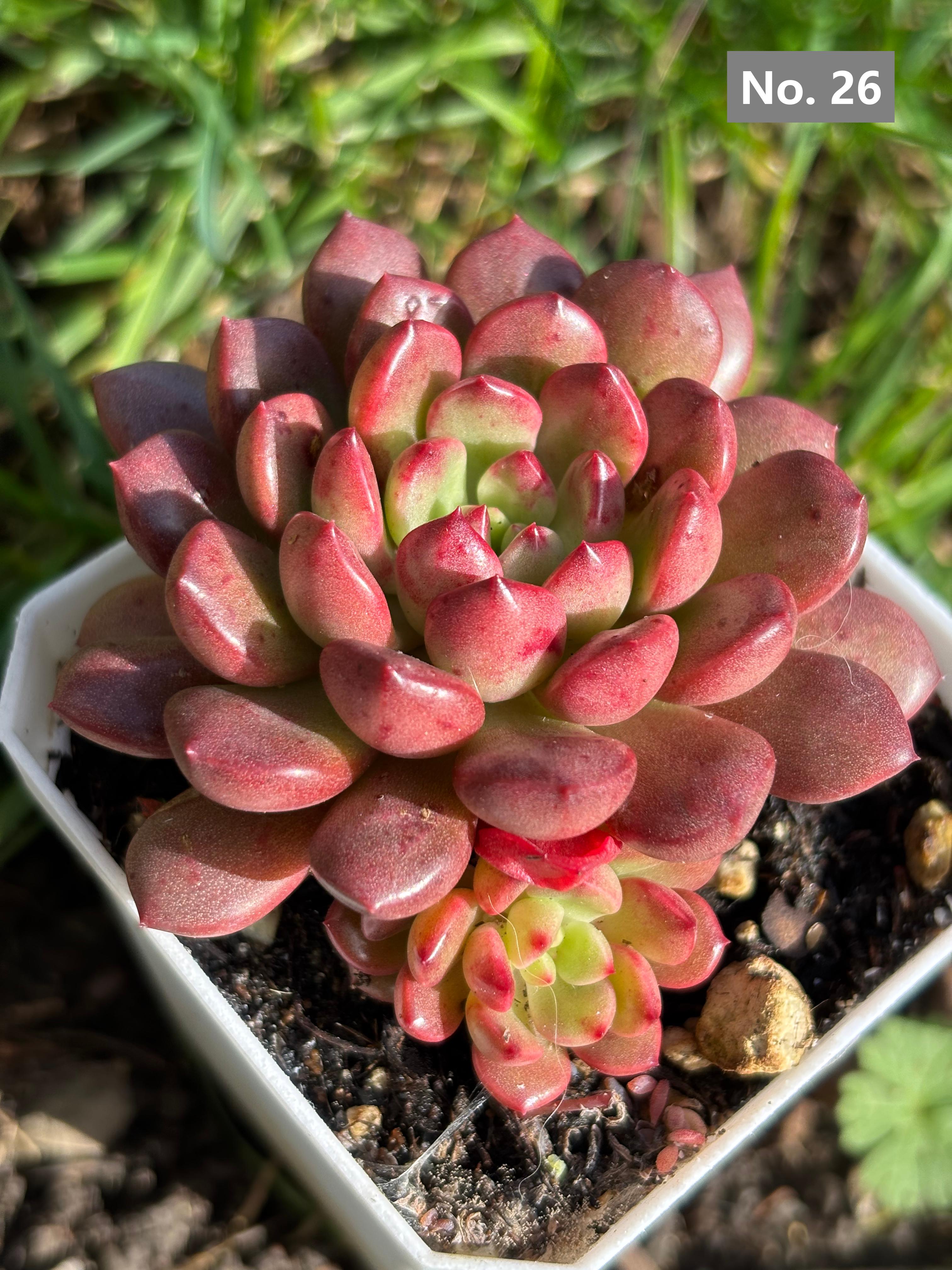 Variety Succulents 2.8" – Exact Plant You’ll Receive (part2)