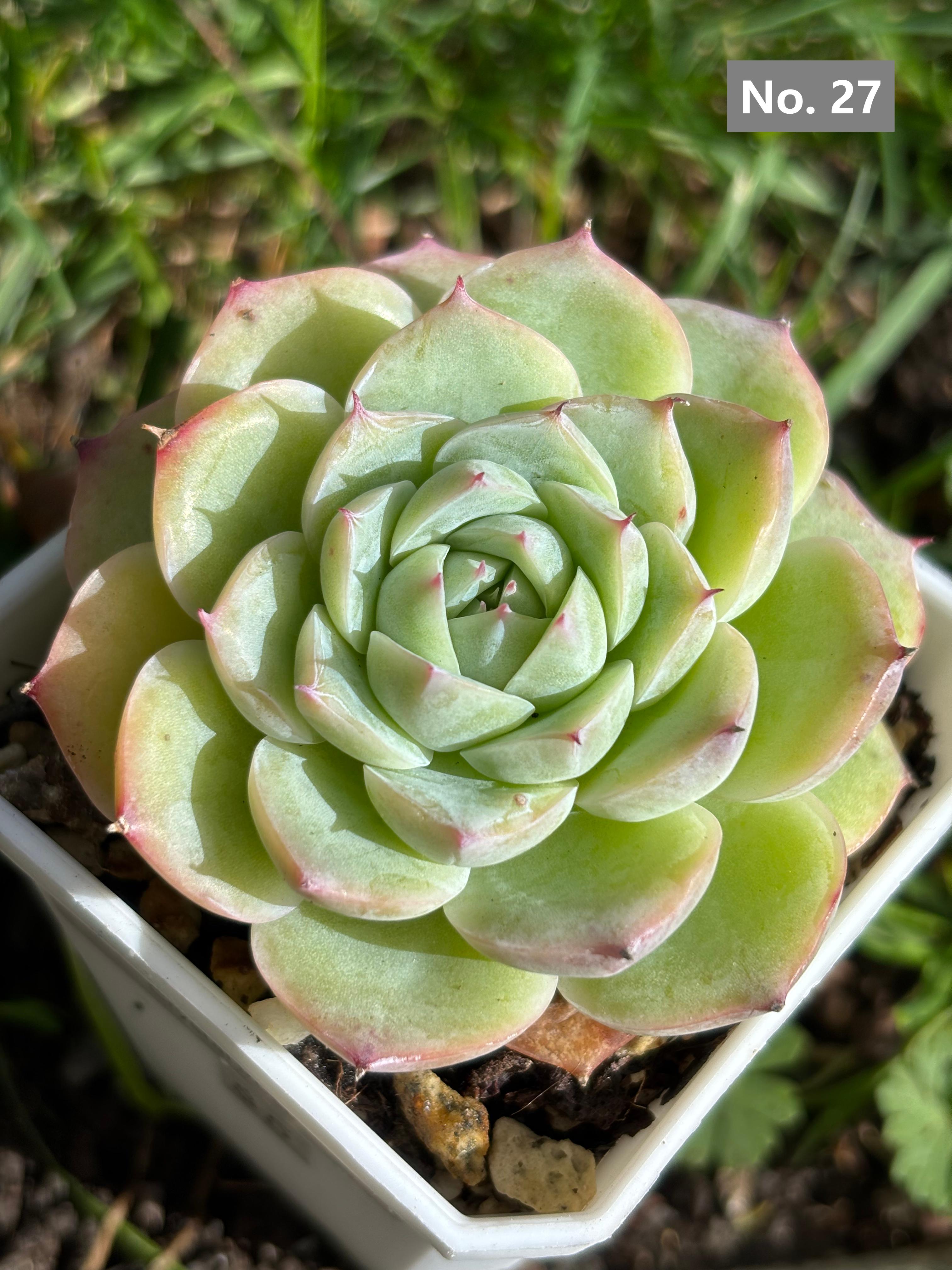 Variety Succulents 2.8" – Exact Plant You’ll Receive (part2)