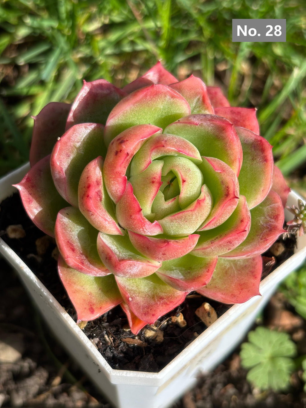 Variety Succulents 2.8" – Exact Plant You’ll Receive (part2)
