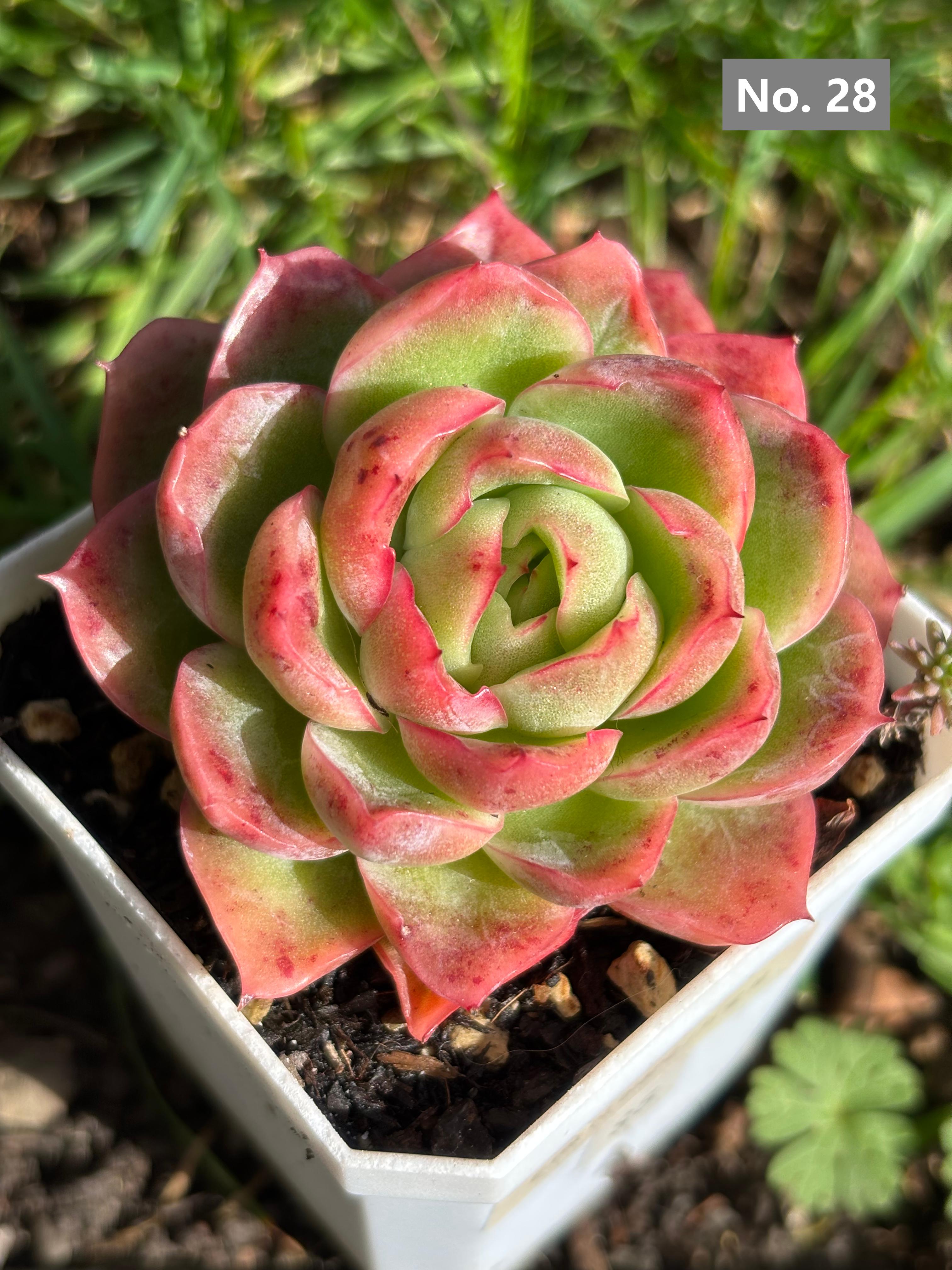Variety Succulents 2.8" – Exact Plant You’ll Receive (part2)