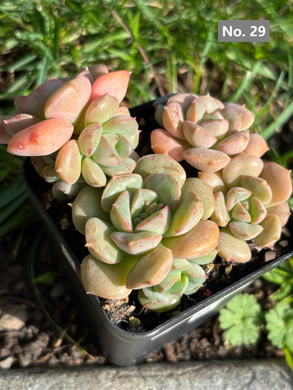 Variety Succulents 2.8" – Exact Plant You’ll Receive (part2)