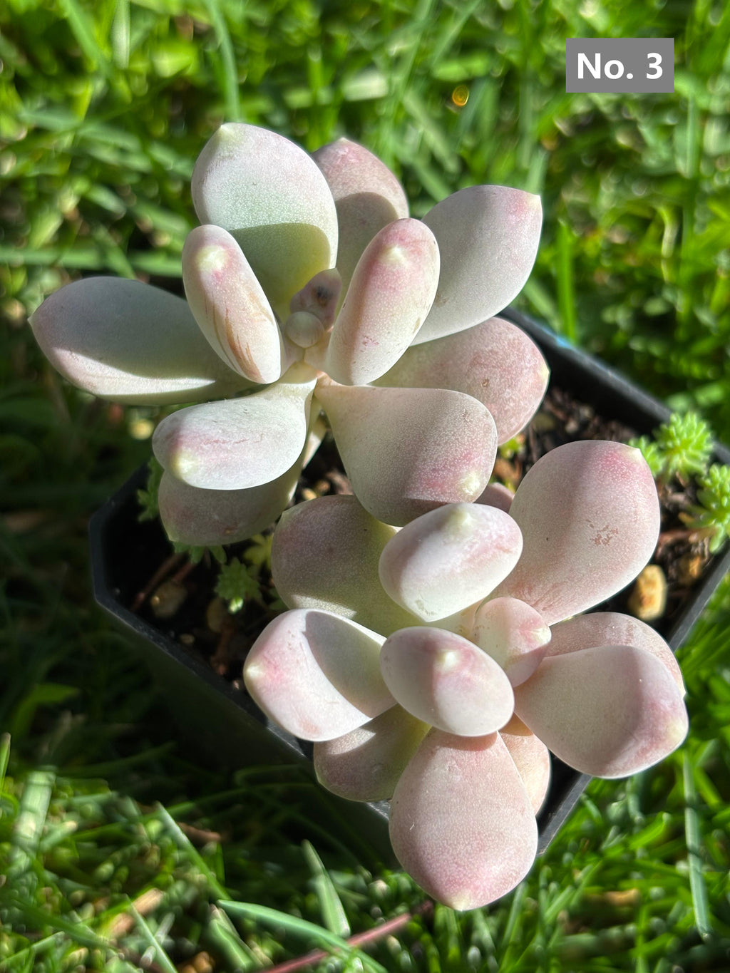 Variety Succulents – Exact Plant You’ll Receive (part1)