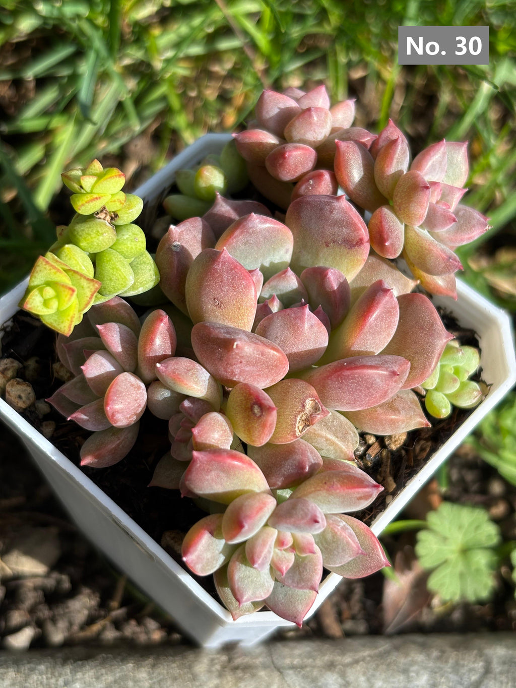 Variety Succulents 2.8" – Exact Plant You’ll Receive (part2)