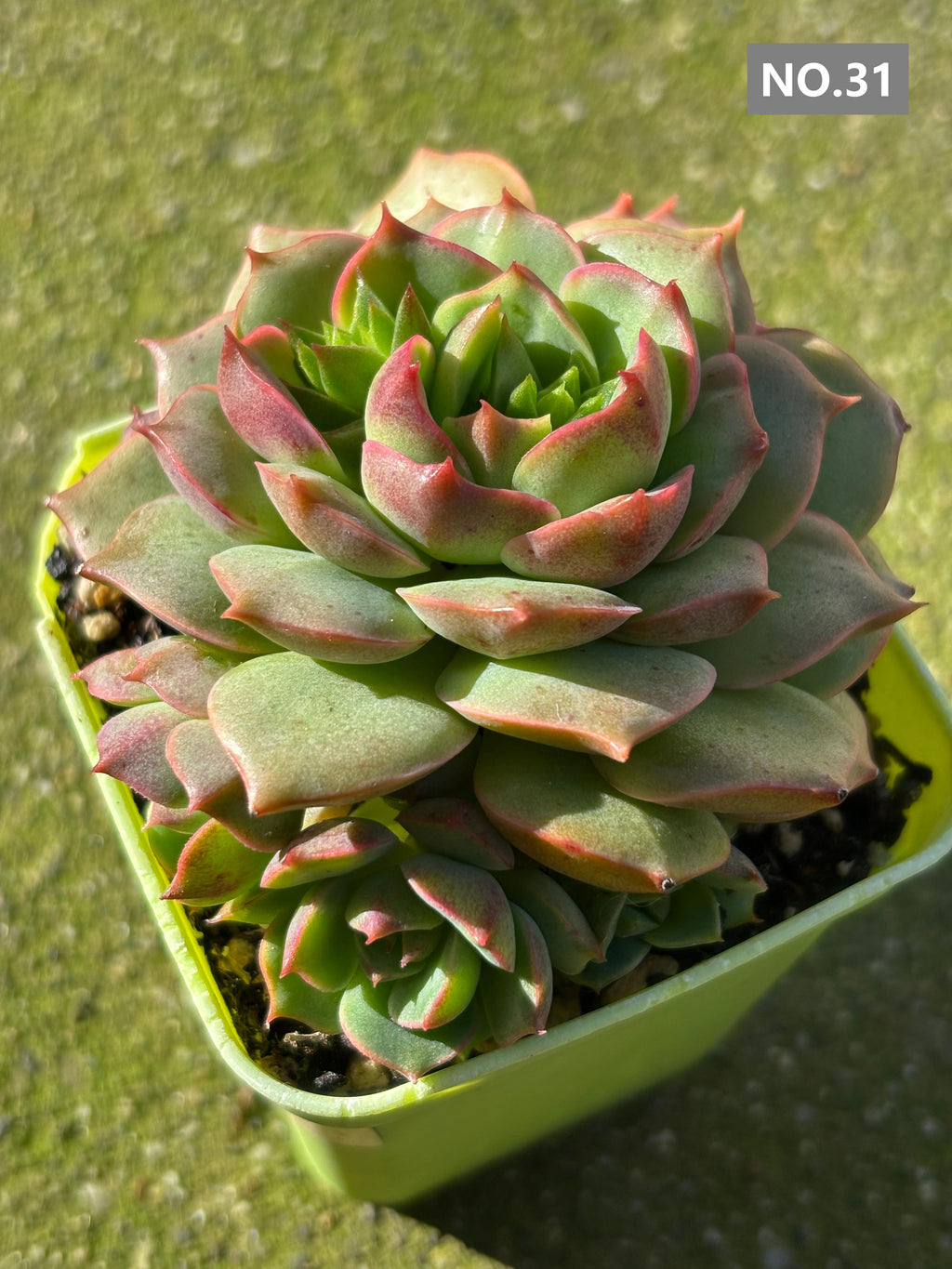Variety Succulents 2.8" – Exact Plant You’ll Receive (part2)