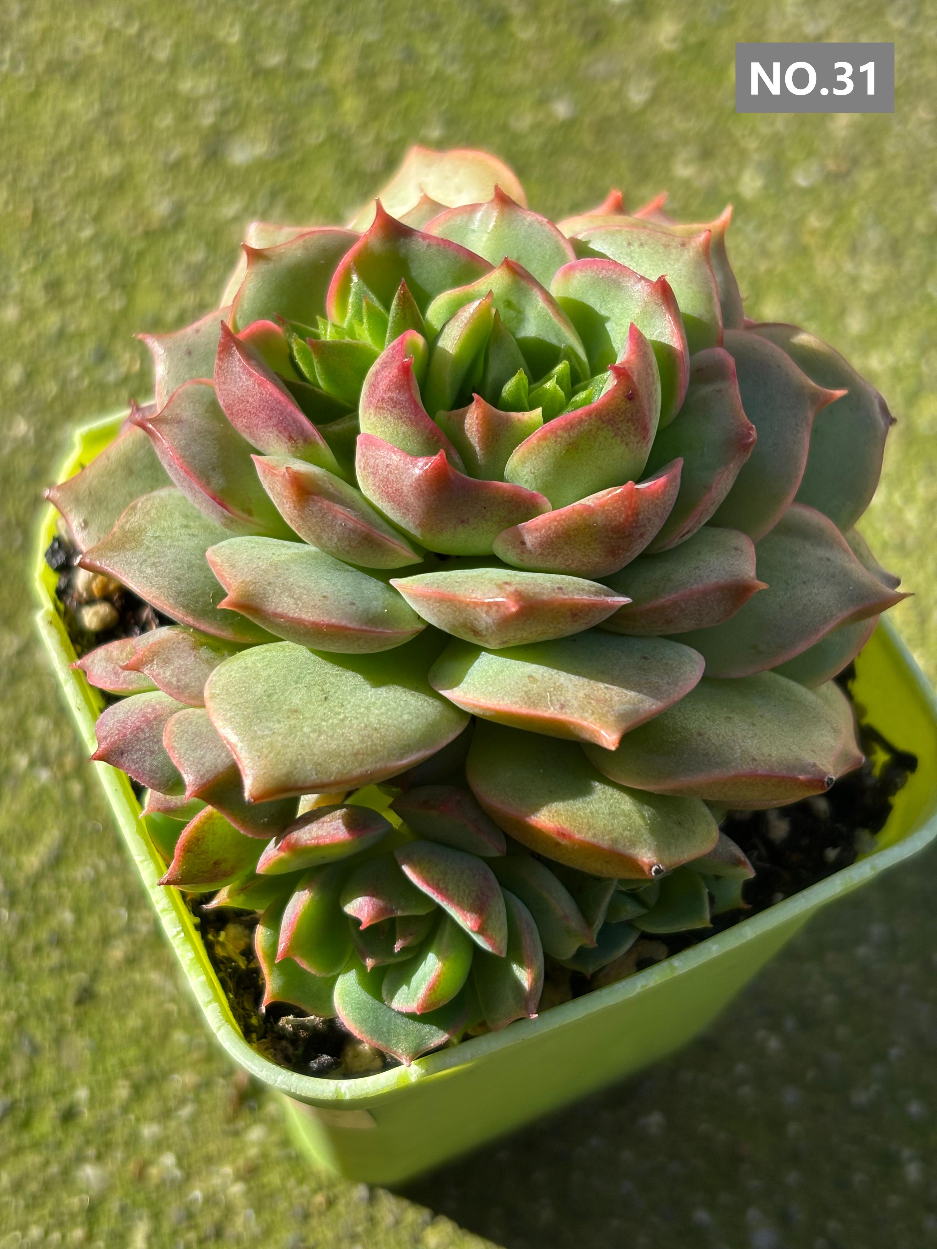 Variety Succulents 2.8" – Exact Plant You’ll Receive (part2)