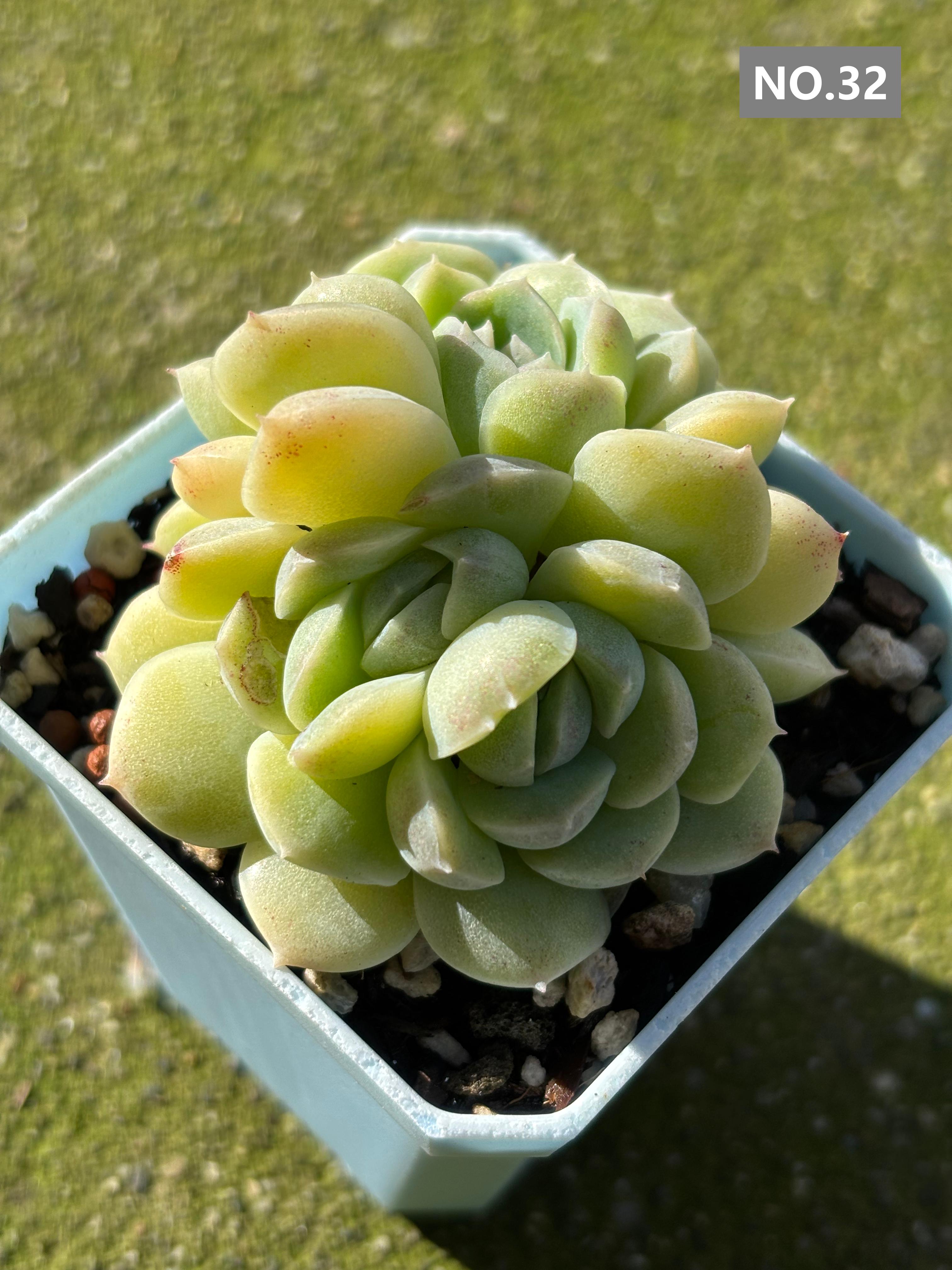 Variety Succulents 2.8" – Exact Plant You’ll Receive (part2)