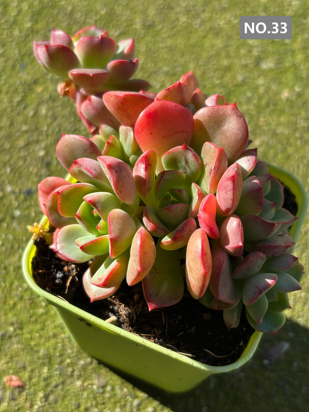 Variety Succulents 2.8" – Exact Plant You’ll Receive (part2)