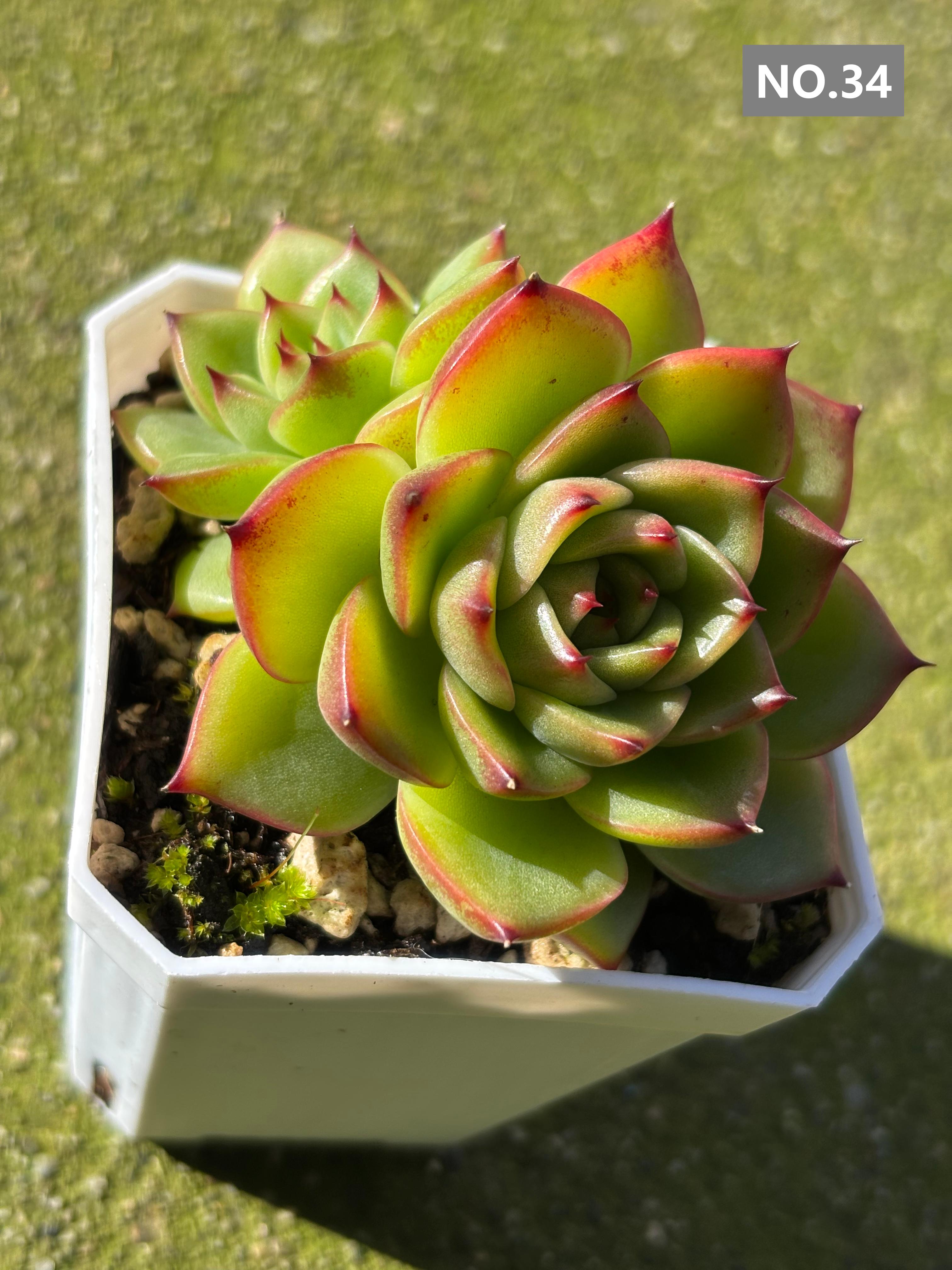 Variety Succulents 2.8" – Exact Plant You’ll Receive (part2)