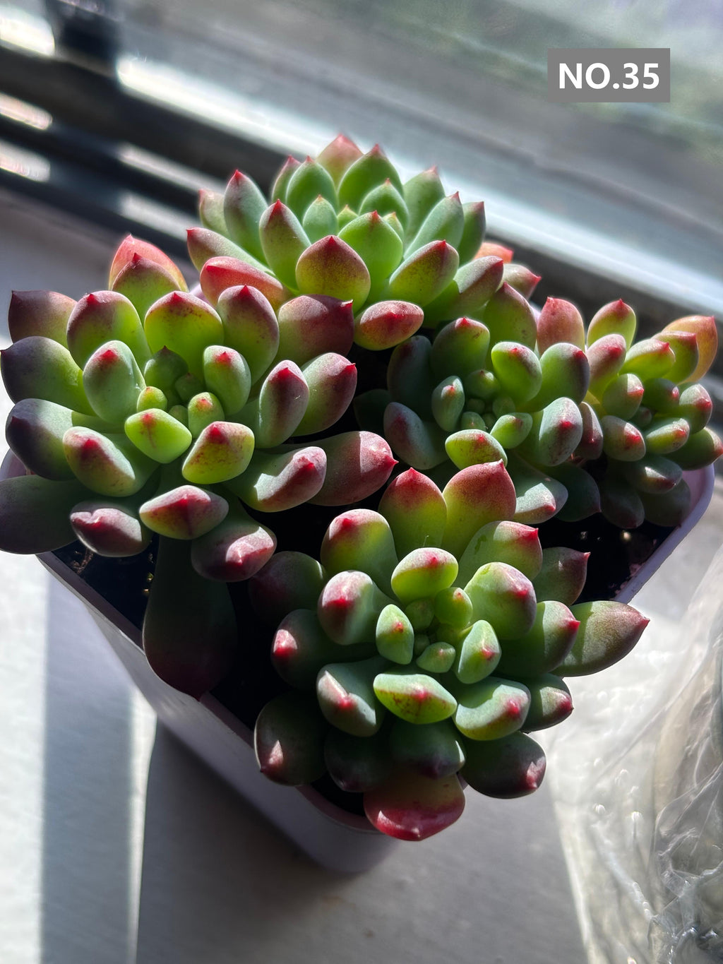 Variety Succulents 2.8" – Exact Plant You’ll Receive (part2)