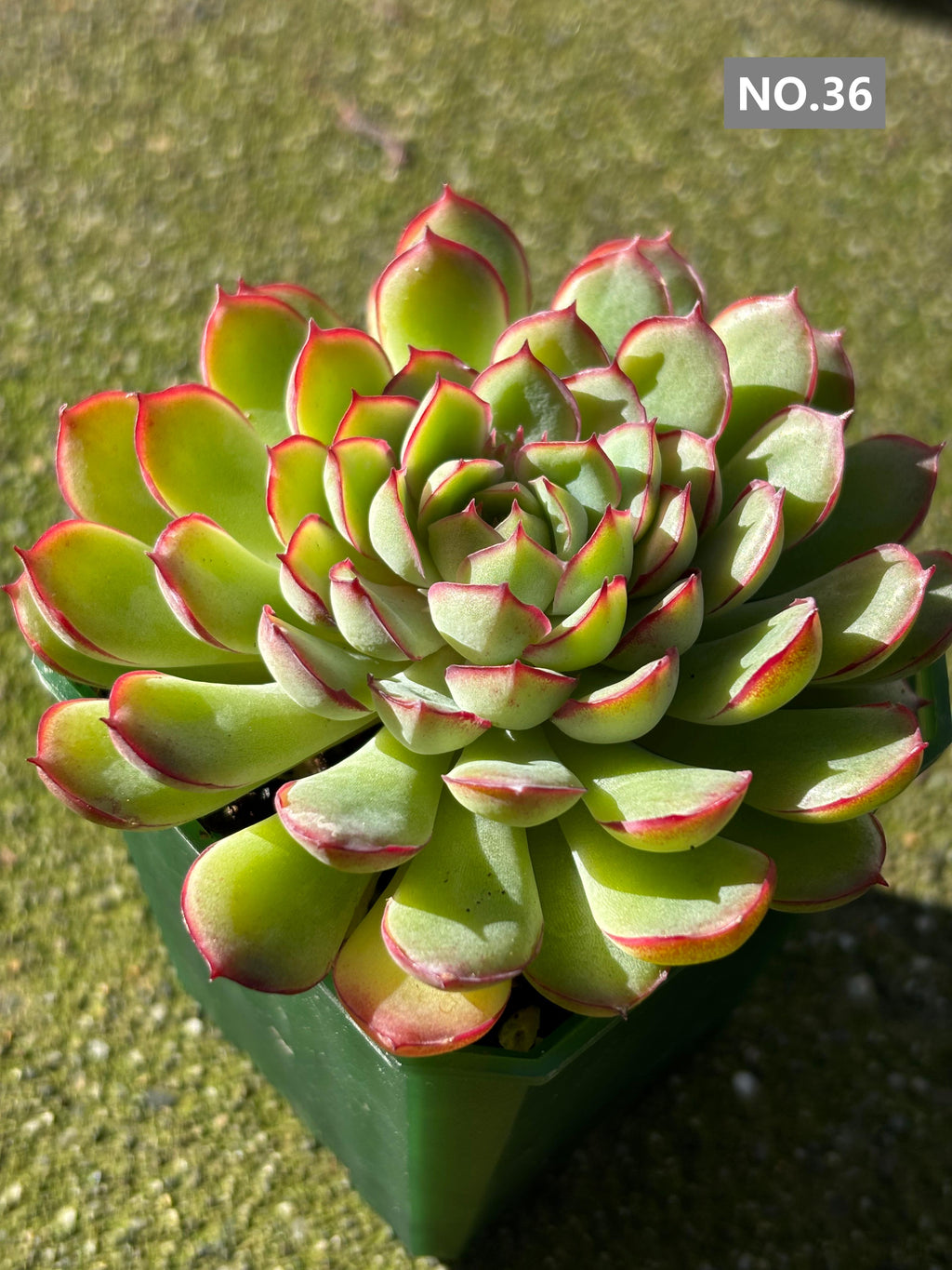 Variety Succulents 2.8" – Exact Plant You’ll Receive (part2)