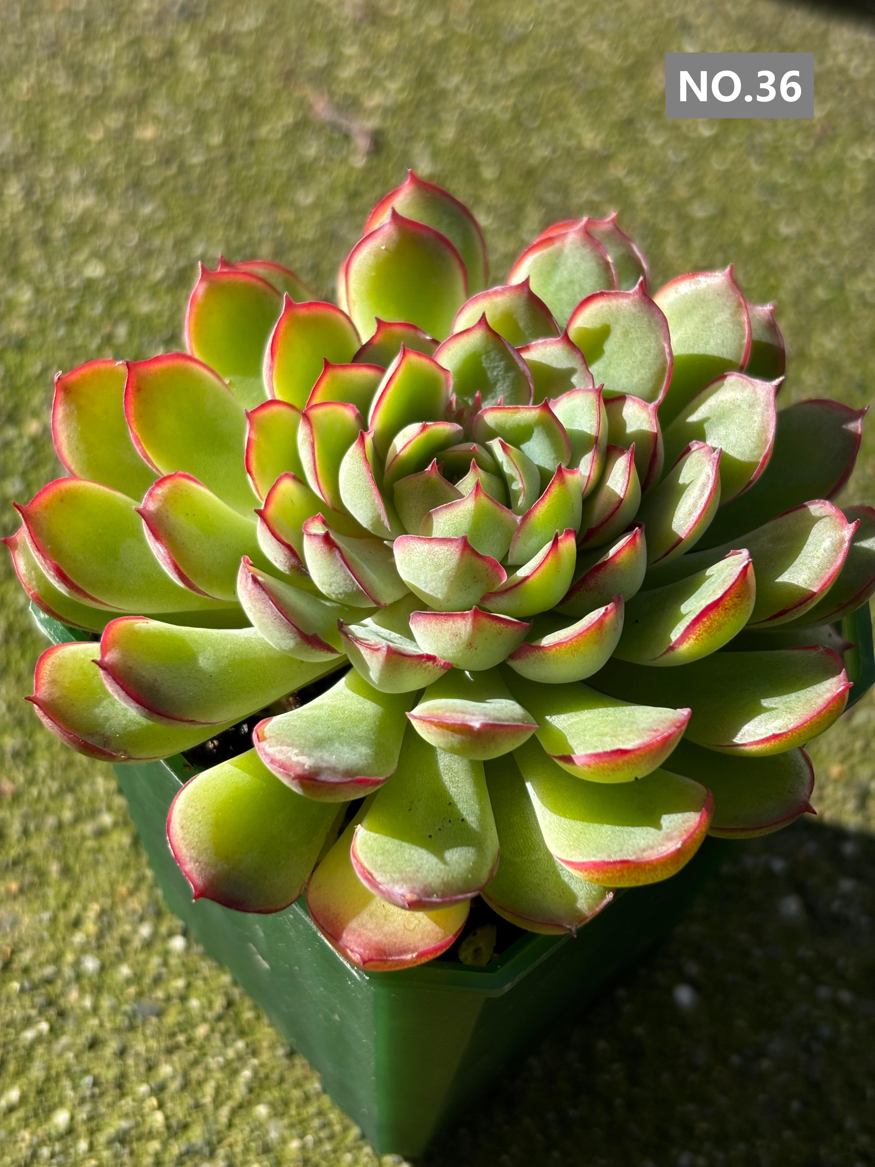 Variety Succulents 2.8" – Exact Plant You’ll Receive (part2)