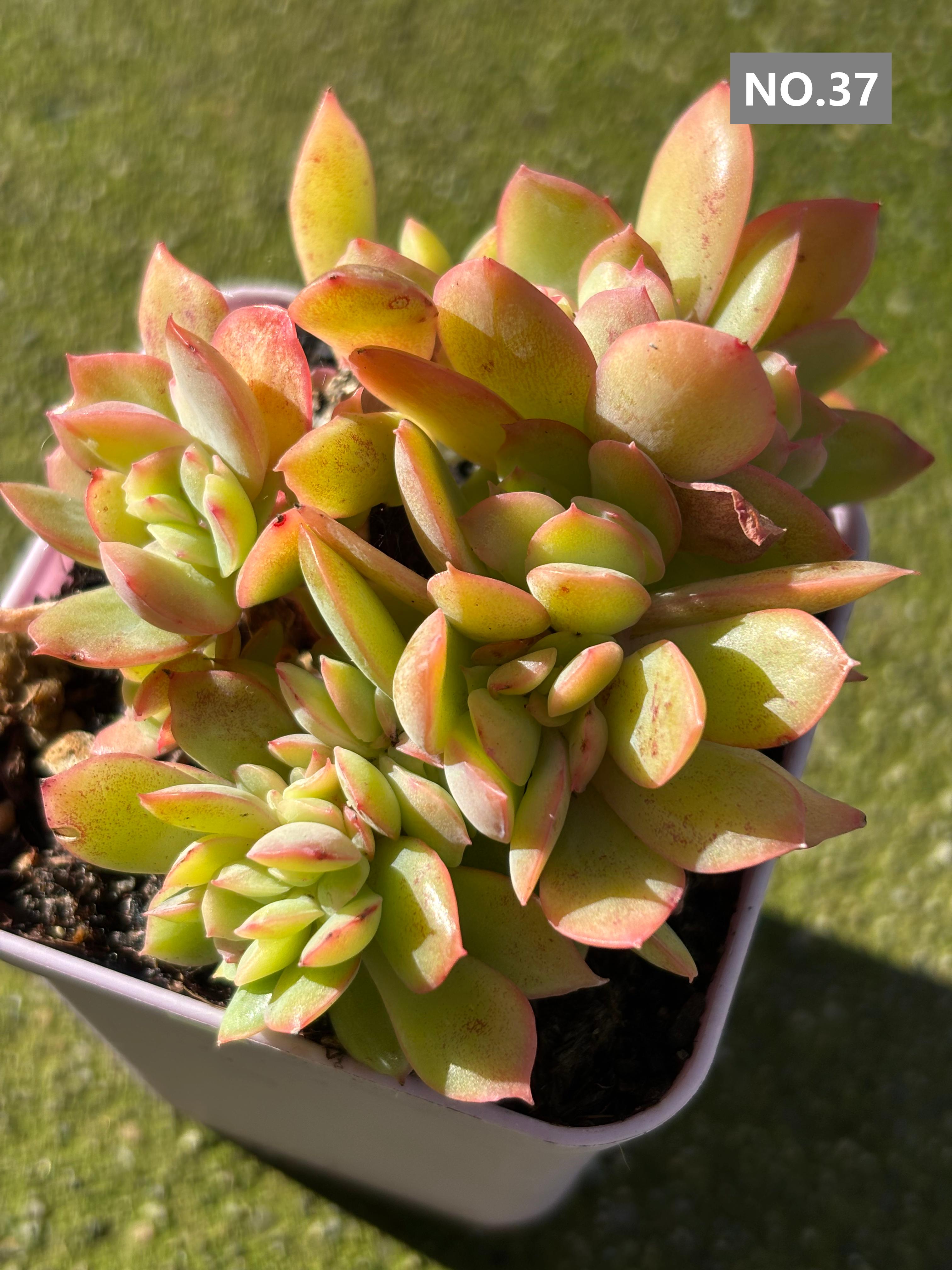 Variety Succulents 2.8" – Exact Plant You’ll Receive (part2)