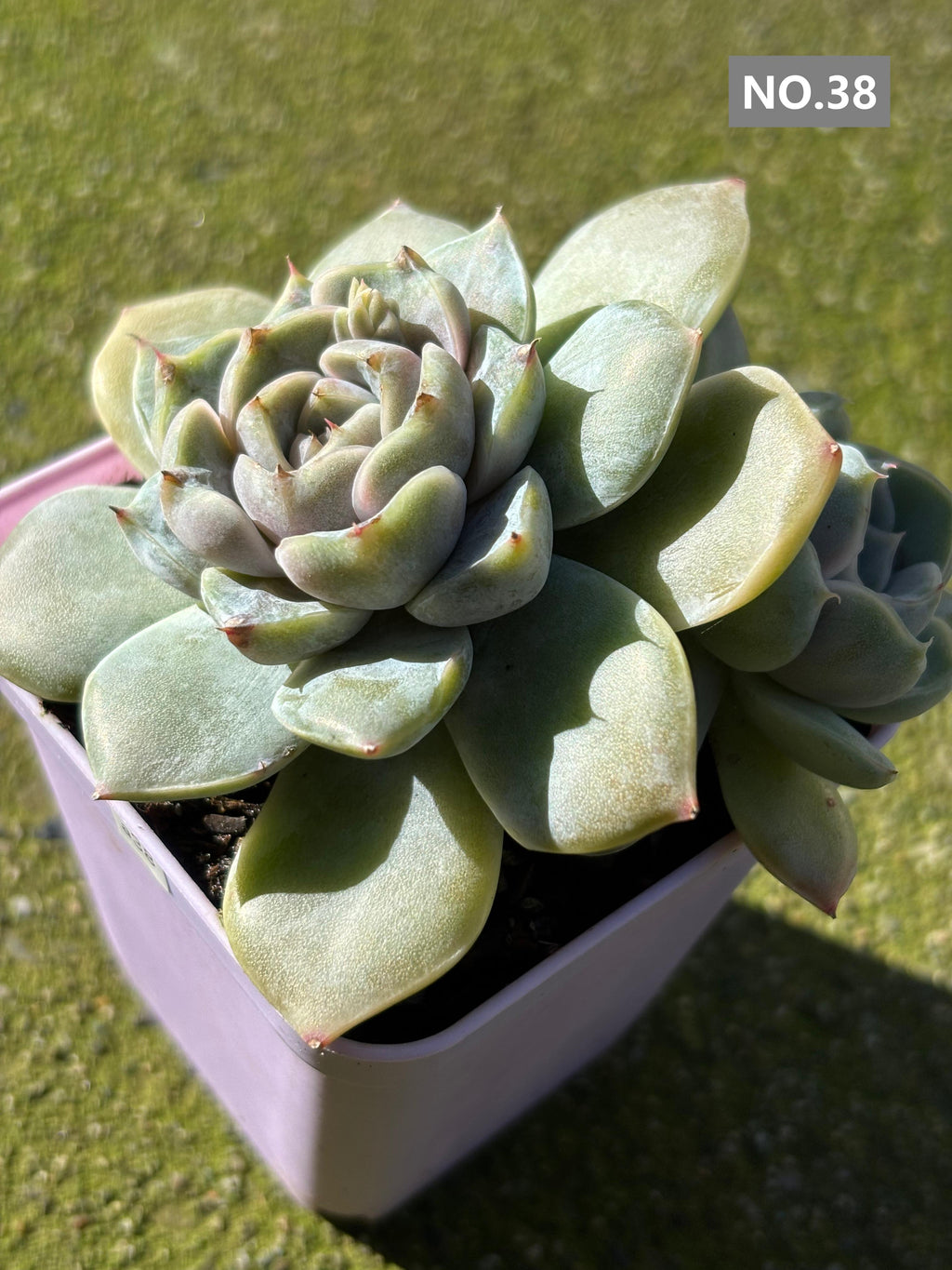 Variety Succulents 2.8" – Exact Plant You’ll Receive (part2)