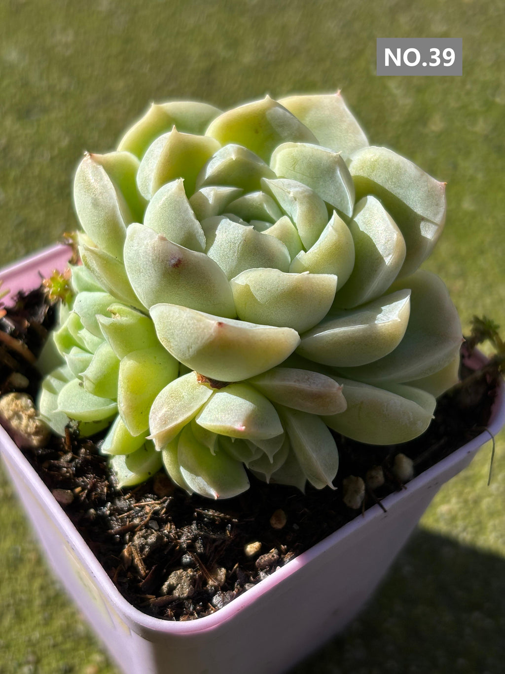 Variety Succulents 2.8" – Exact Plant You’ll Receive (part2)
