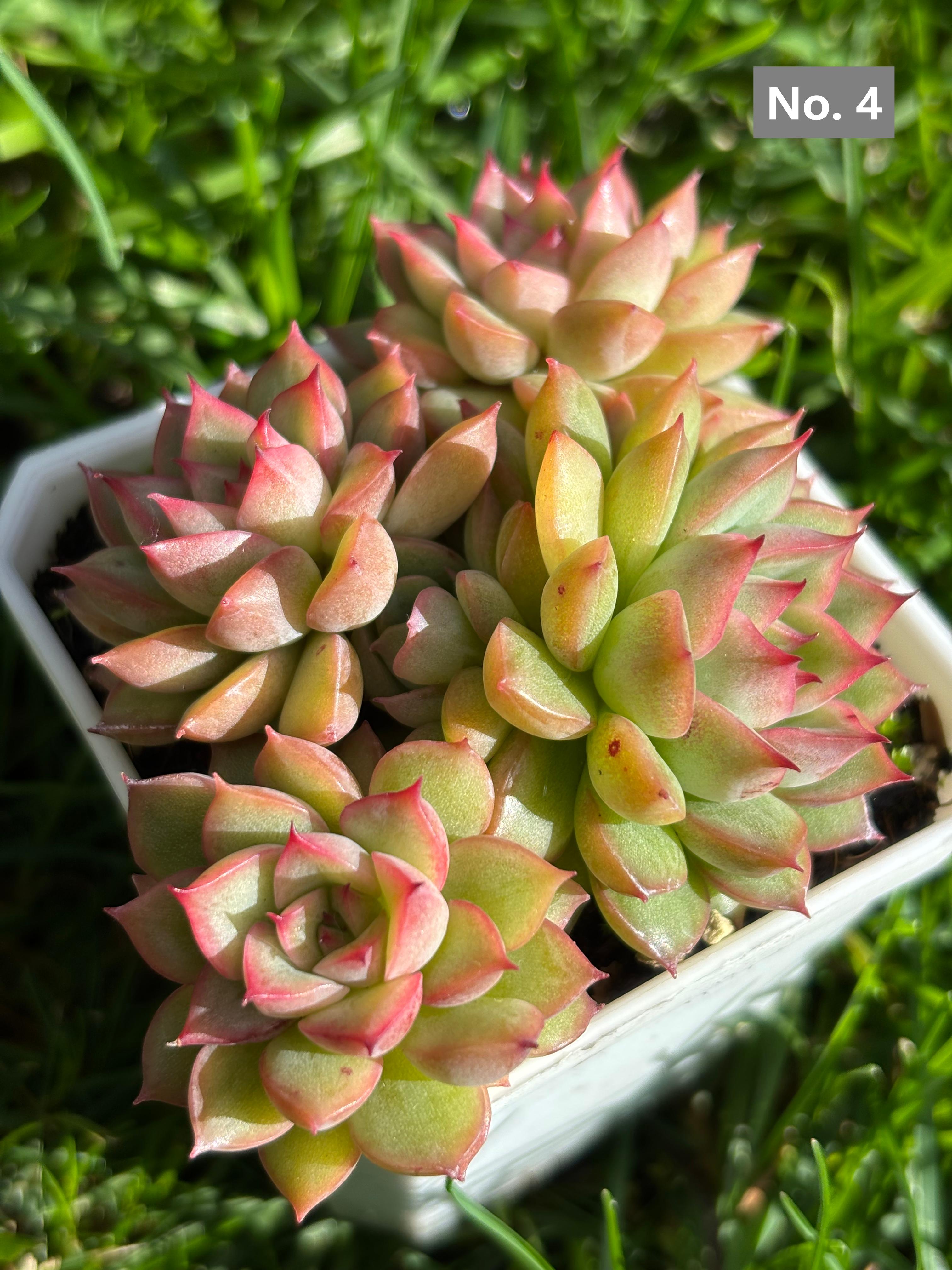 Variety Succulents – Exact Plant You’ll Receive (part1)