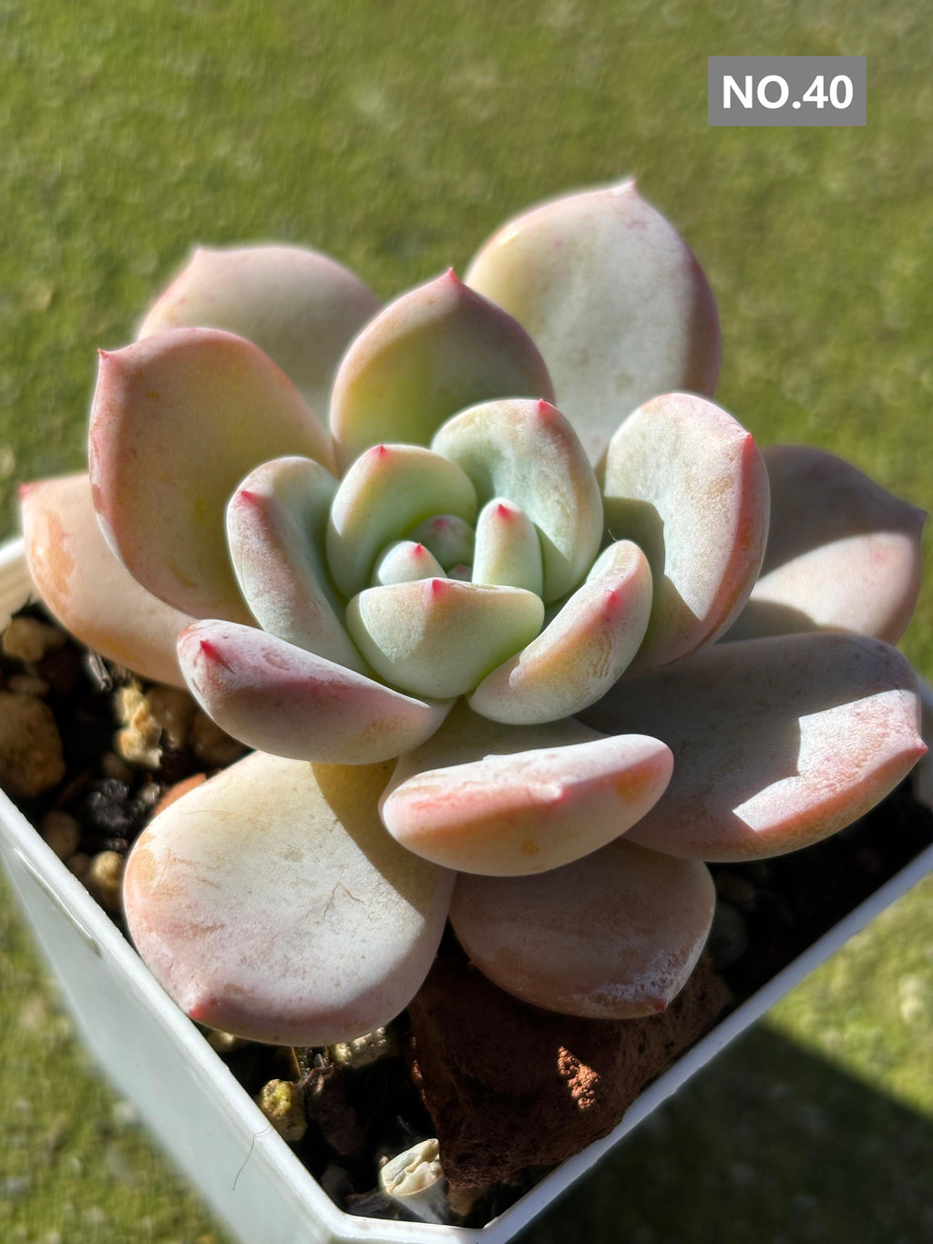 Variety Succulents 2.8" – Exact Plant You’ll Receive (part2)