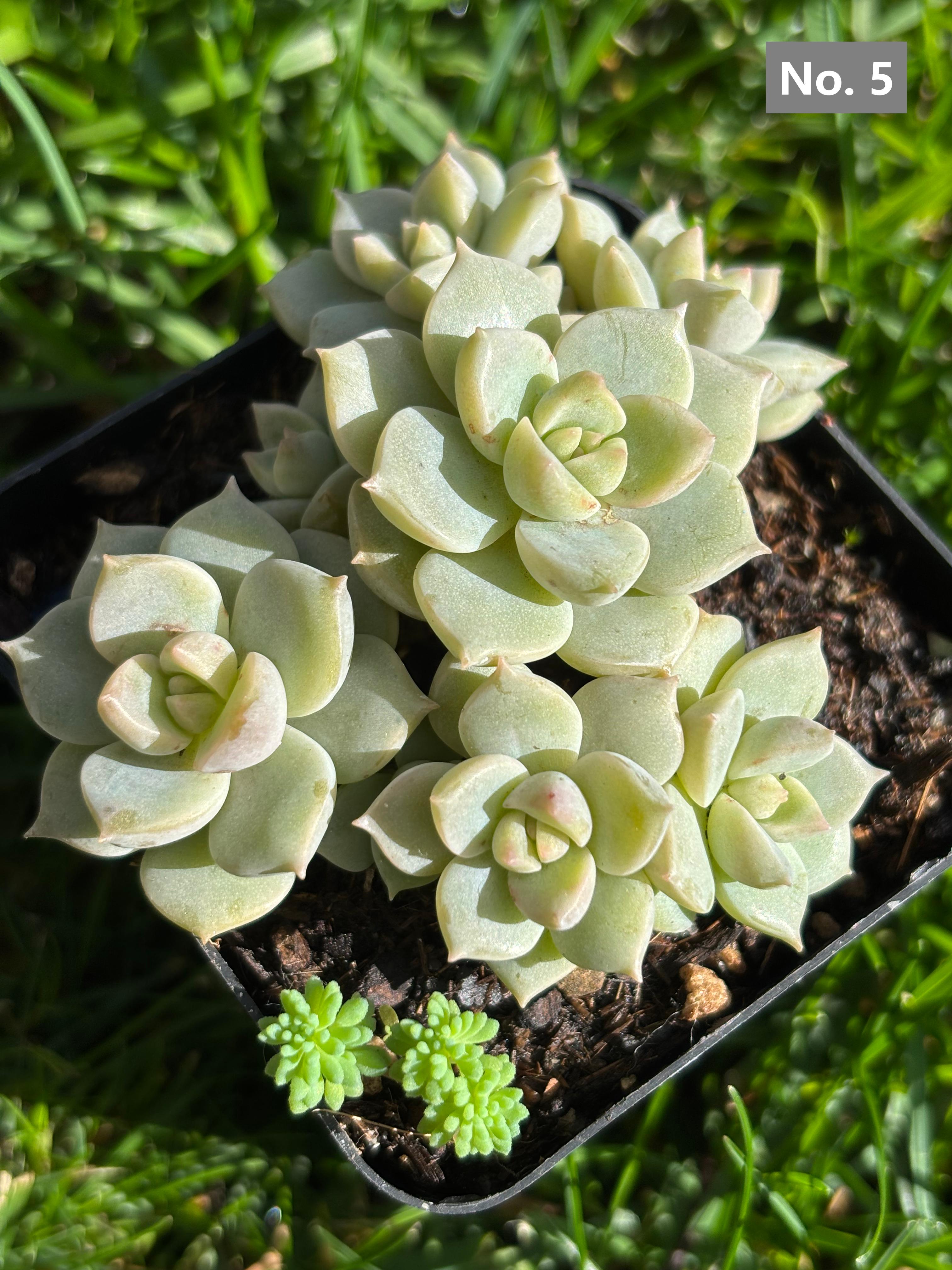 Variety Succulents – Exact Plant You’ll Receive (part1)