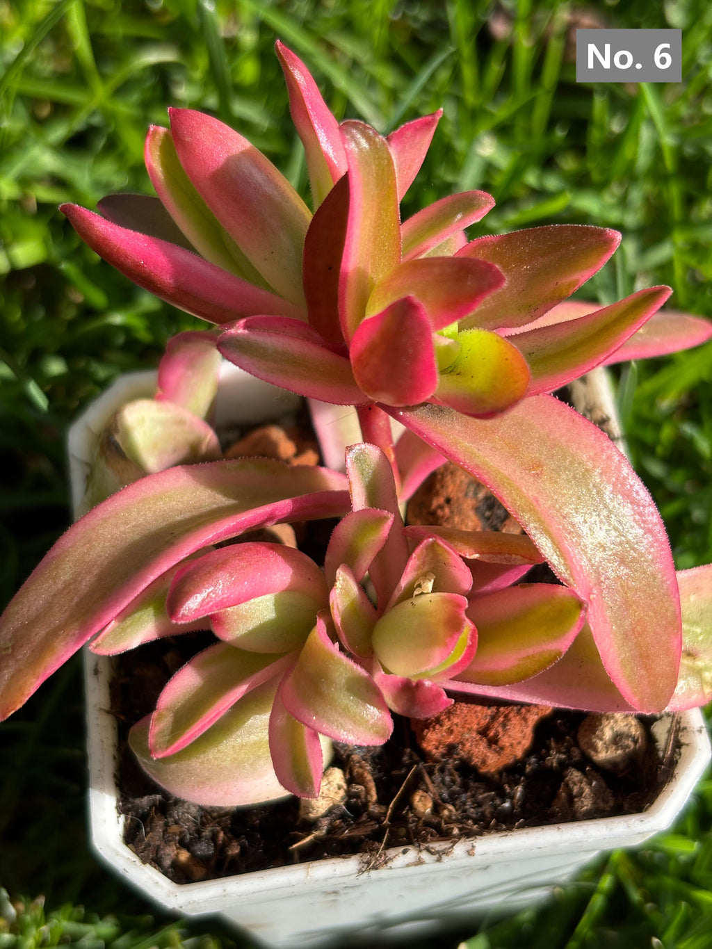 Variety Succulents – Exact Plant You’ll Receive (part1)