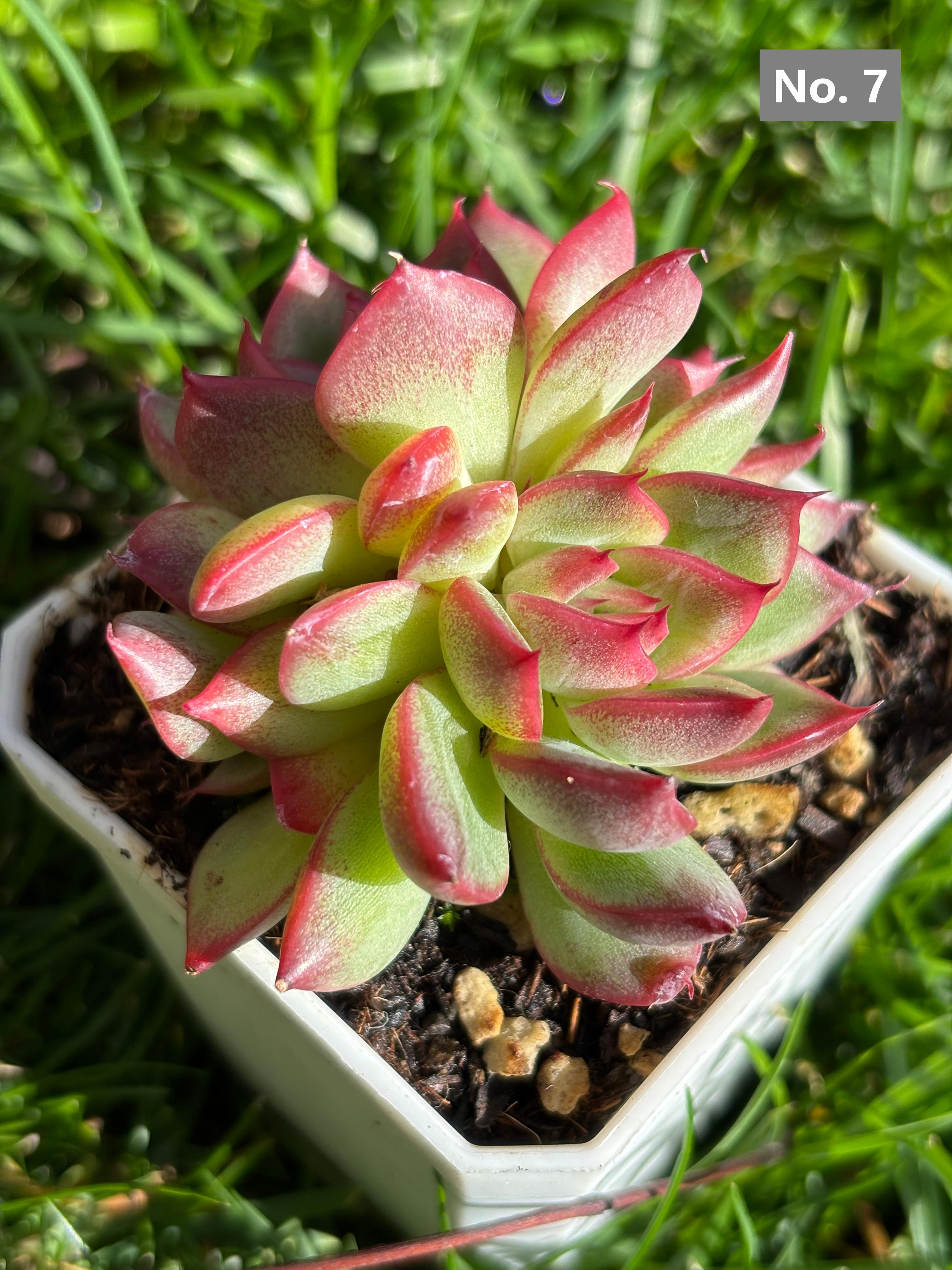 Variety Succulents – Exact Plant You’ll Receive (part1)