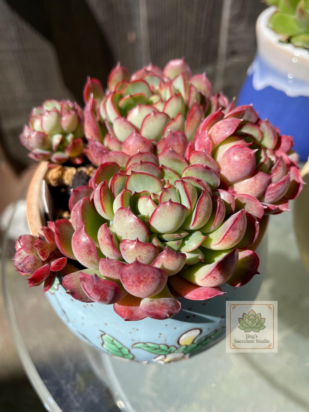 Echeveria 'Dream Rose'