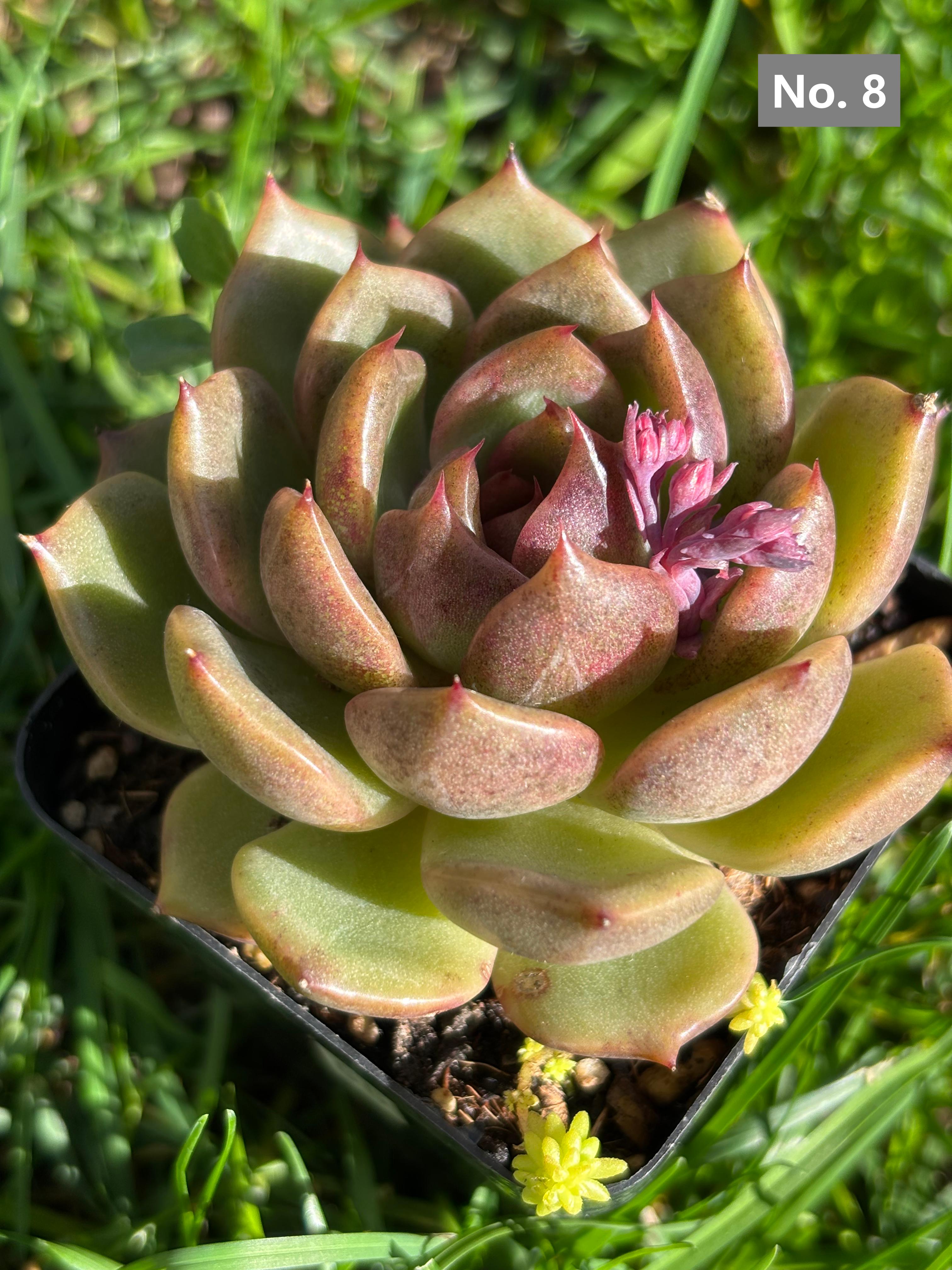 Variety Succulents – Exact Plant You’ll Receive (part1)