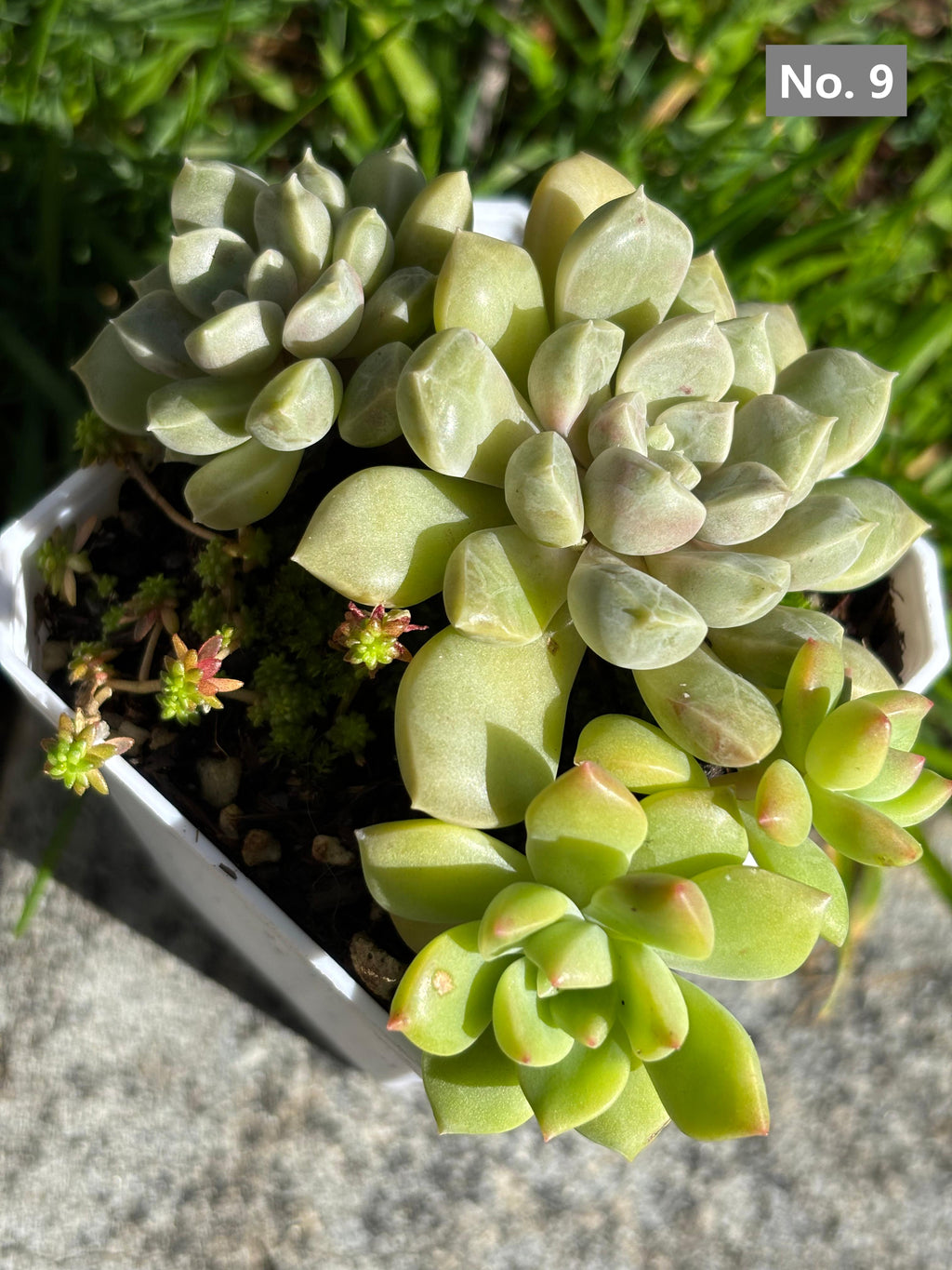 Variety Succulents – Exact Plant You’ll Receive (part1)
