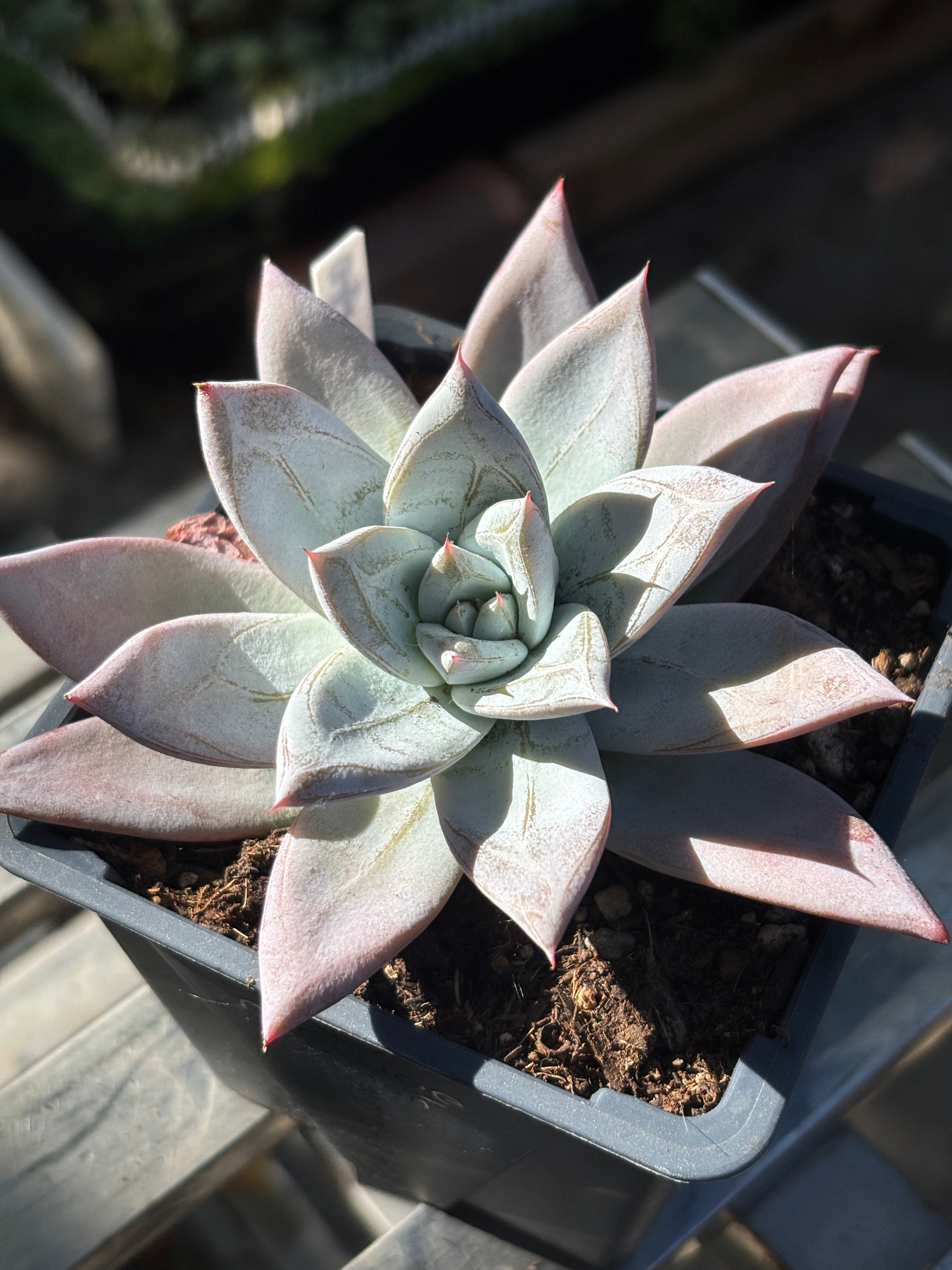 Echeveria colorata ‘Mexican Giant’